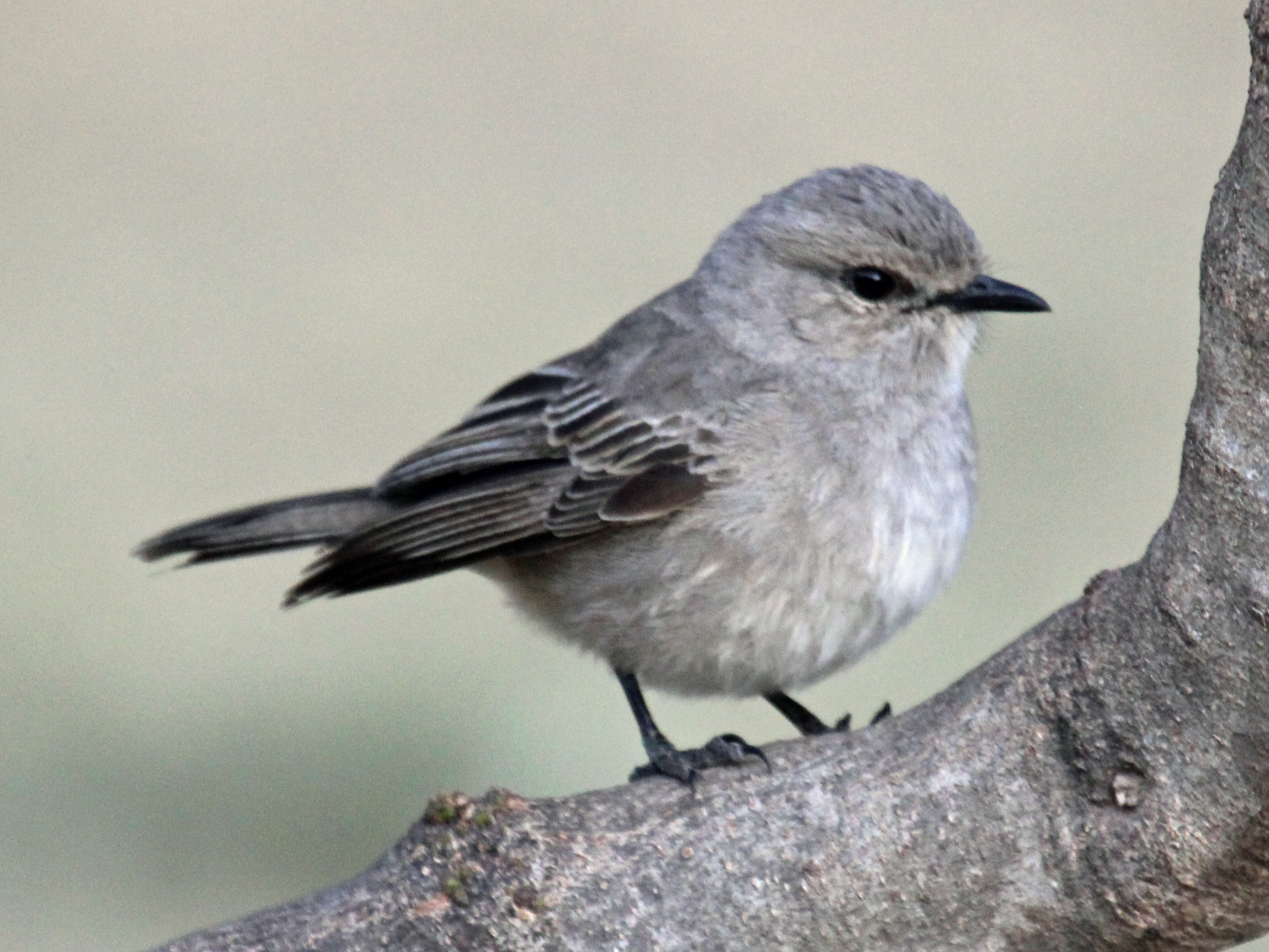 An In-Depth Look⁢ at the African Grey Flycatcher: Exploring its Behaviour and Habitat in Masai Mara National Park