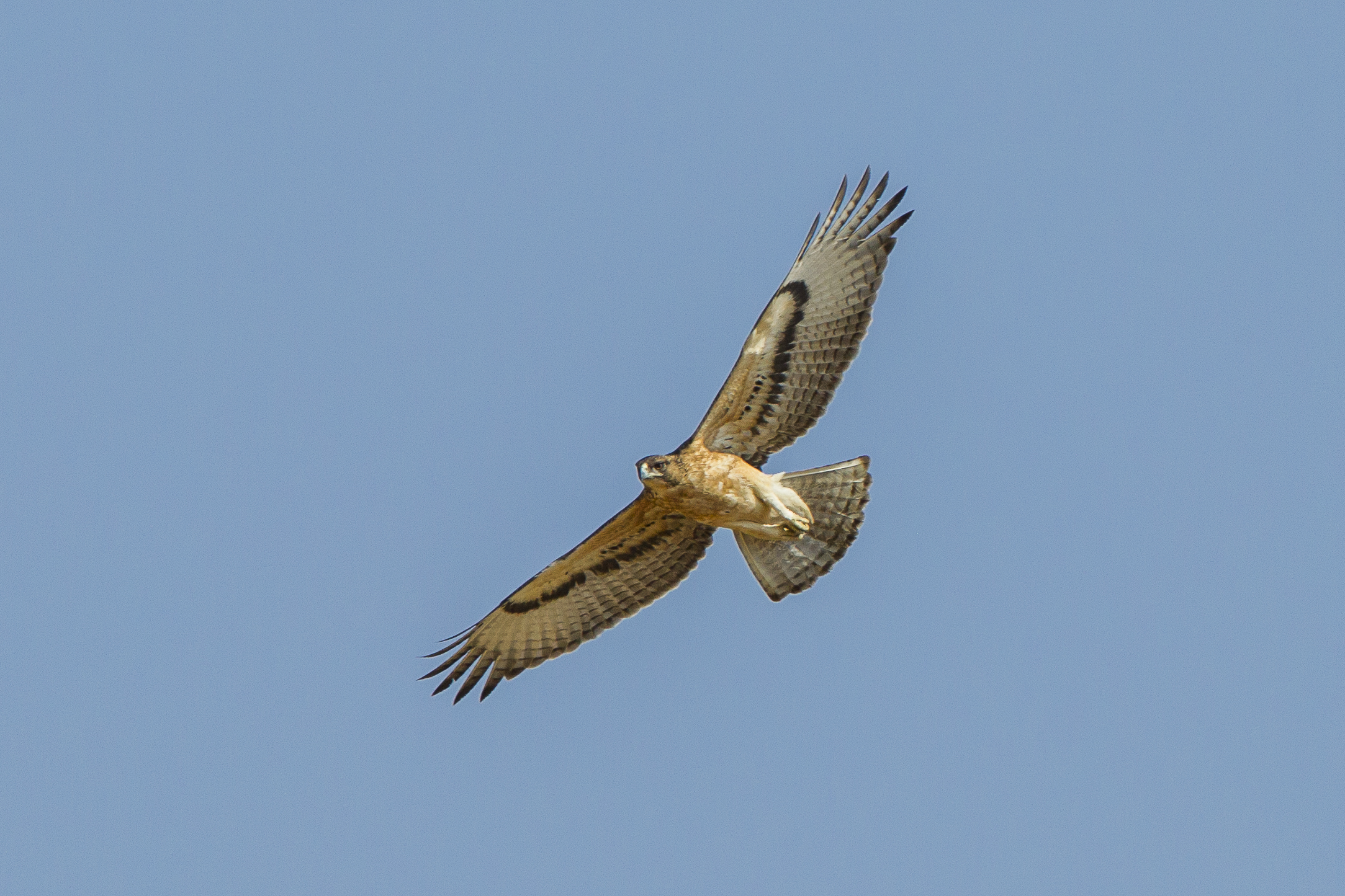 The Role of the African Hawk-Eagle in Maintaining the Balance of the Masai Mara Ecosystem