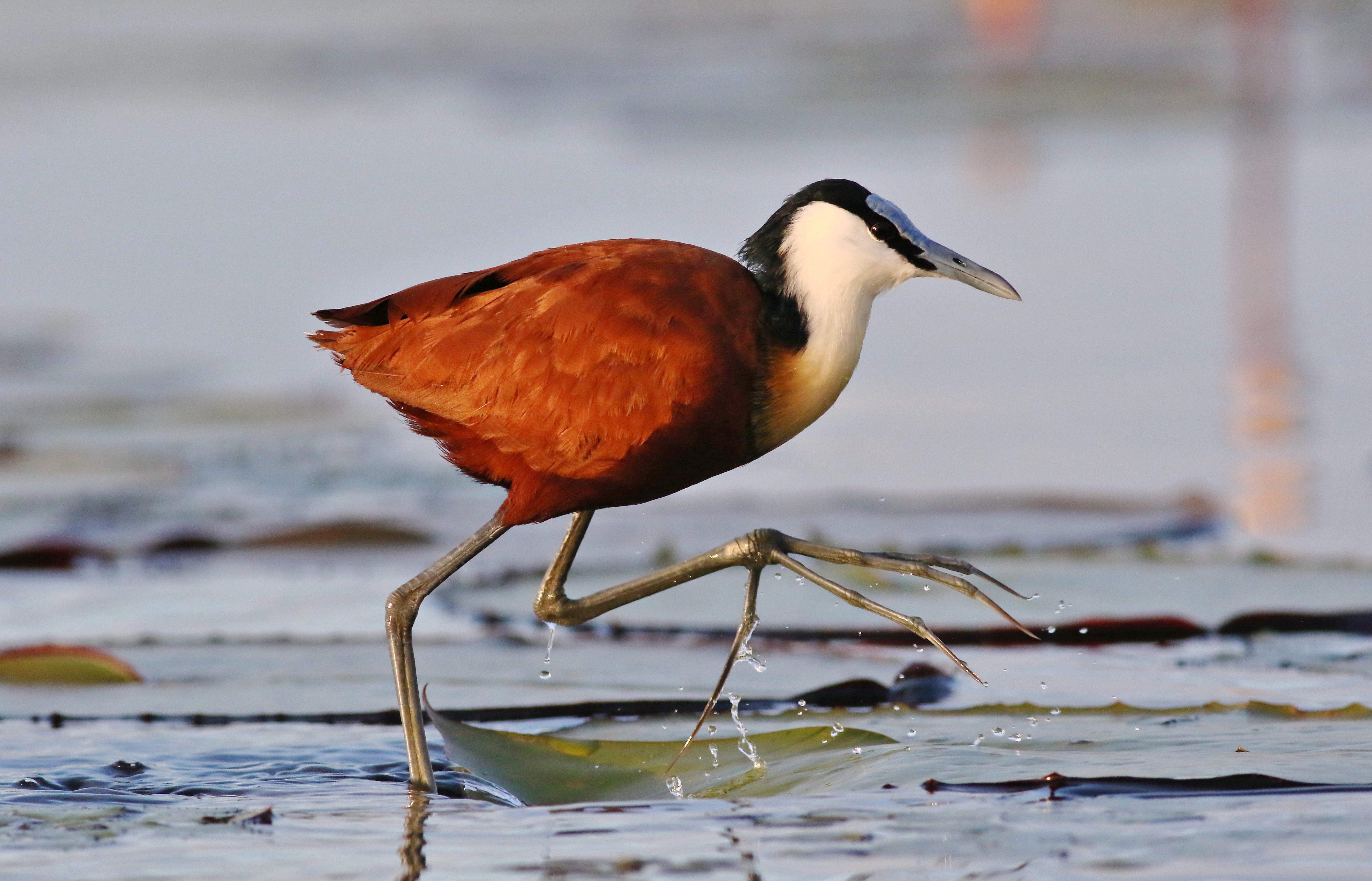 3. Behavior and⁢ Ecology of the African ‌Jacana:‍ A Fascinating Glimpse into Its Daily Life