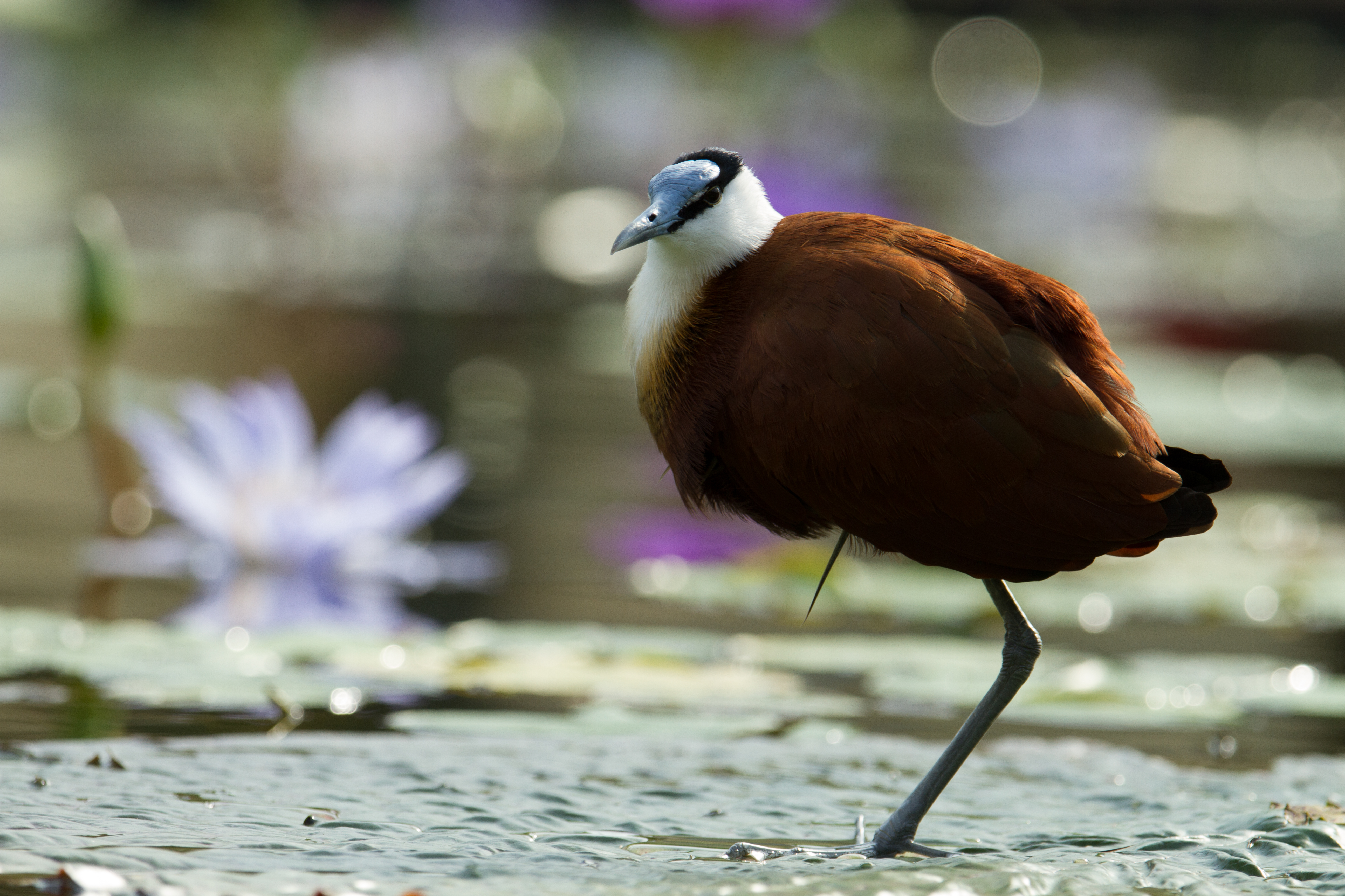 Hidden Gem: The African Jacana in the Masai Mara National Park