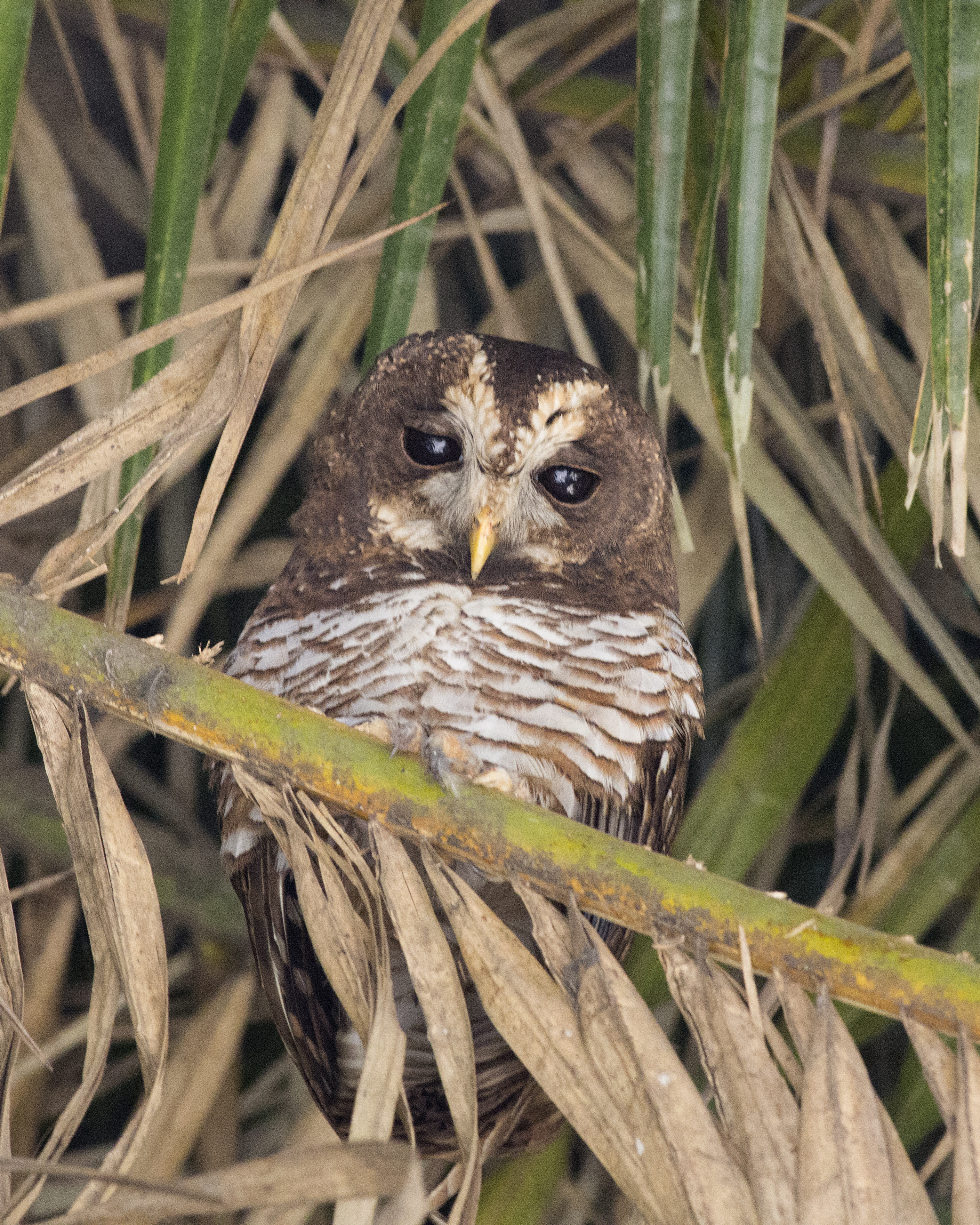 The Habitat and Physical​ Characteristics of the African Wood Owl