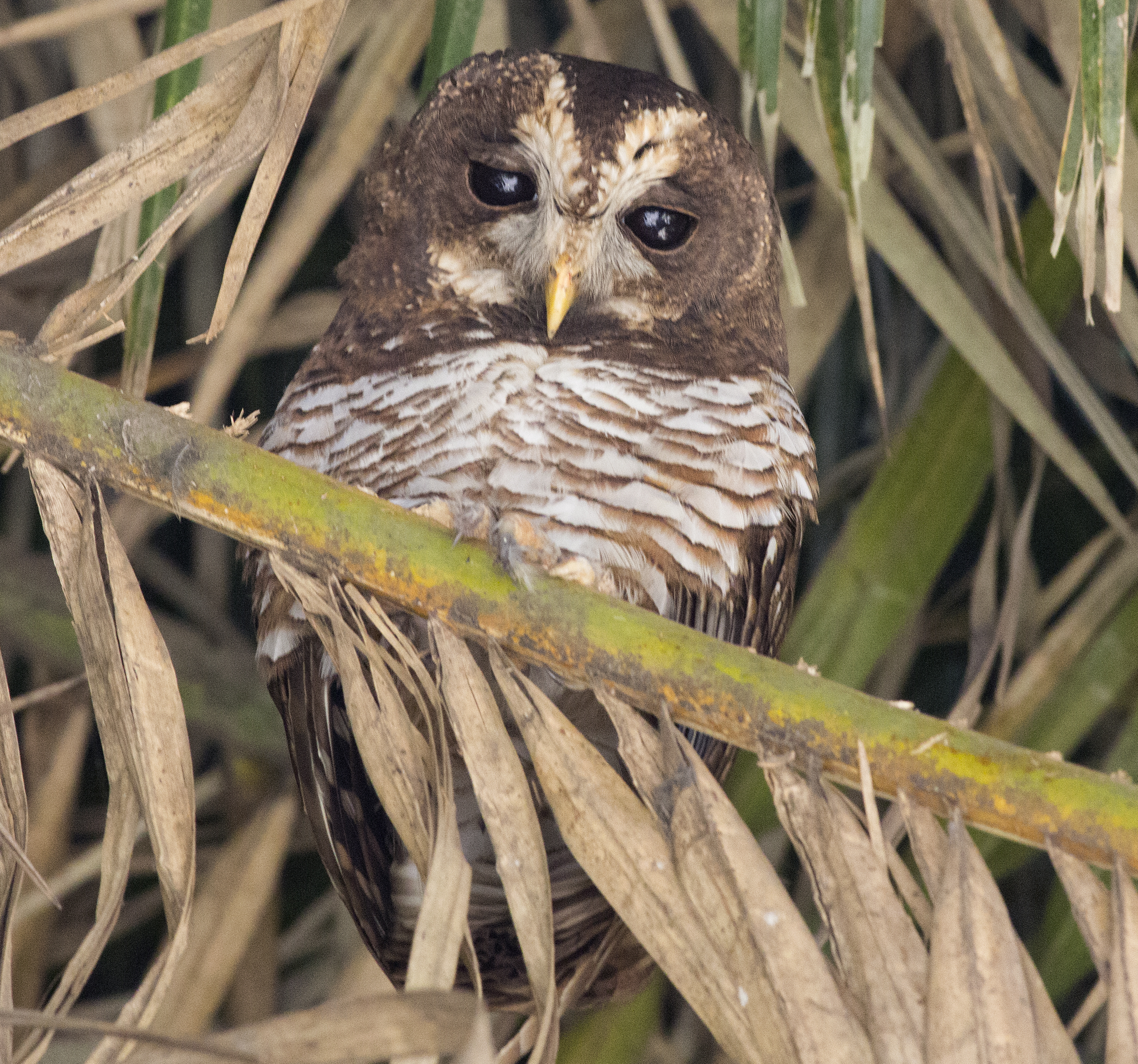 Behavioral‍ Traits and Feeding Habits ‍of the African Wood Owl in ‍Masai Mara