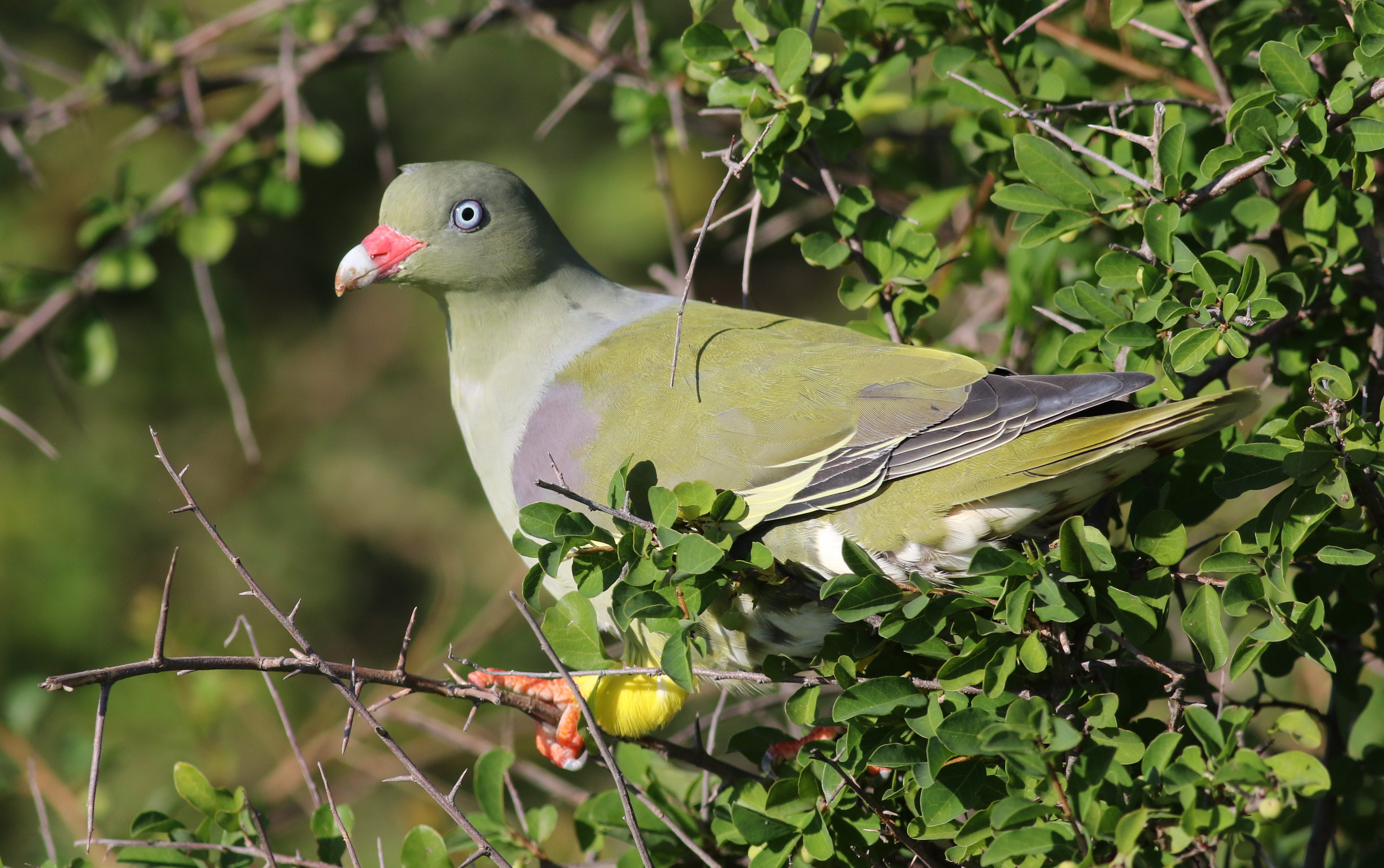 The​ Marvel of African ‌Green Pigeon: A Vibrant Species in Masai Mara National Park