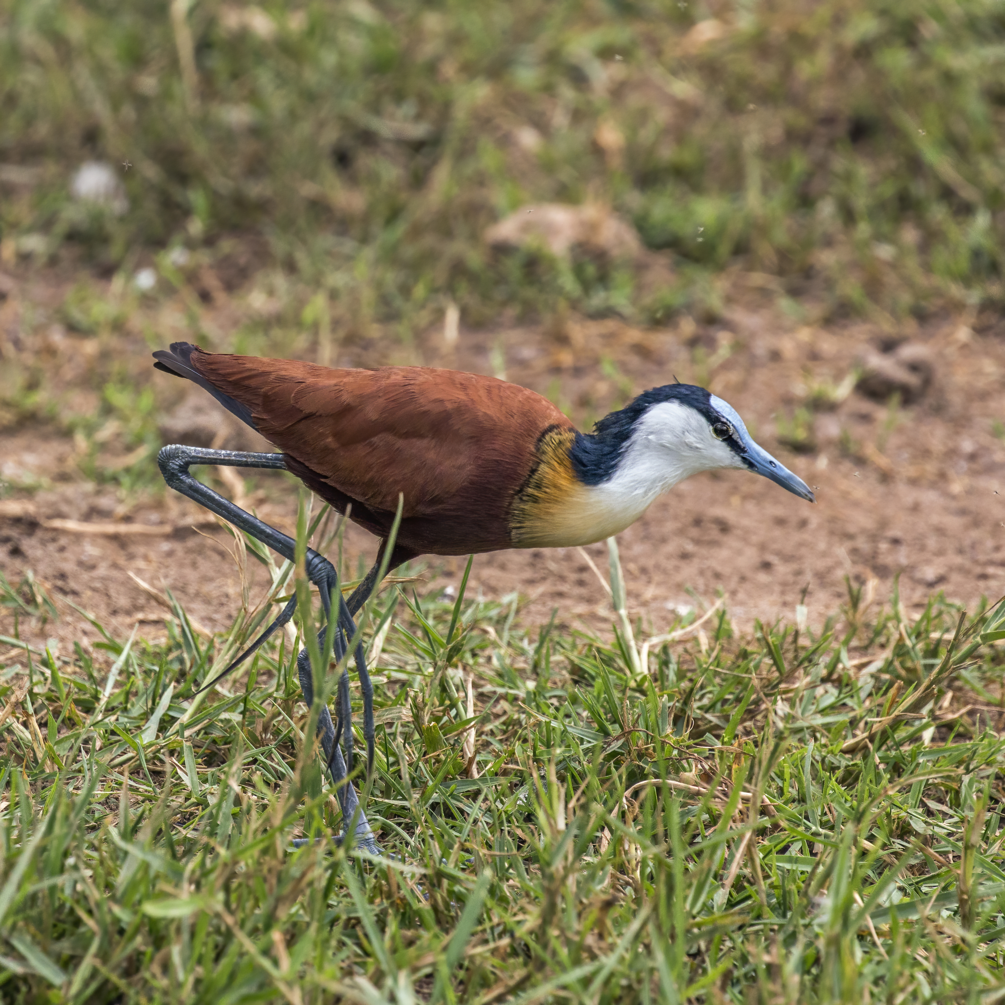 2. The Unique Habitat of the African Jacana: Exploring⁢ the Wetlands of Masai Mara