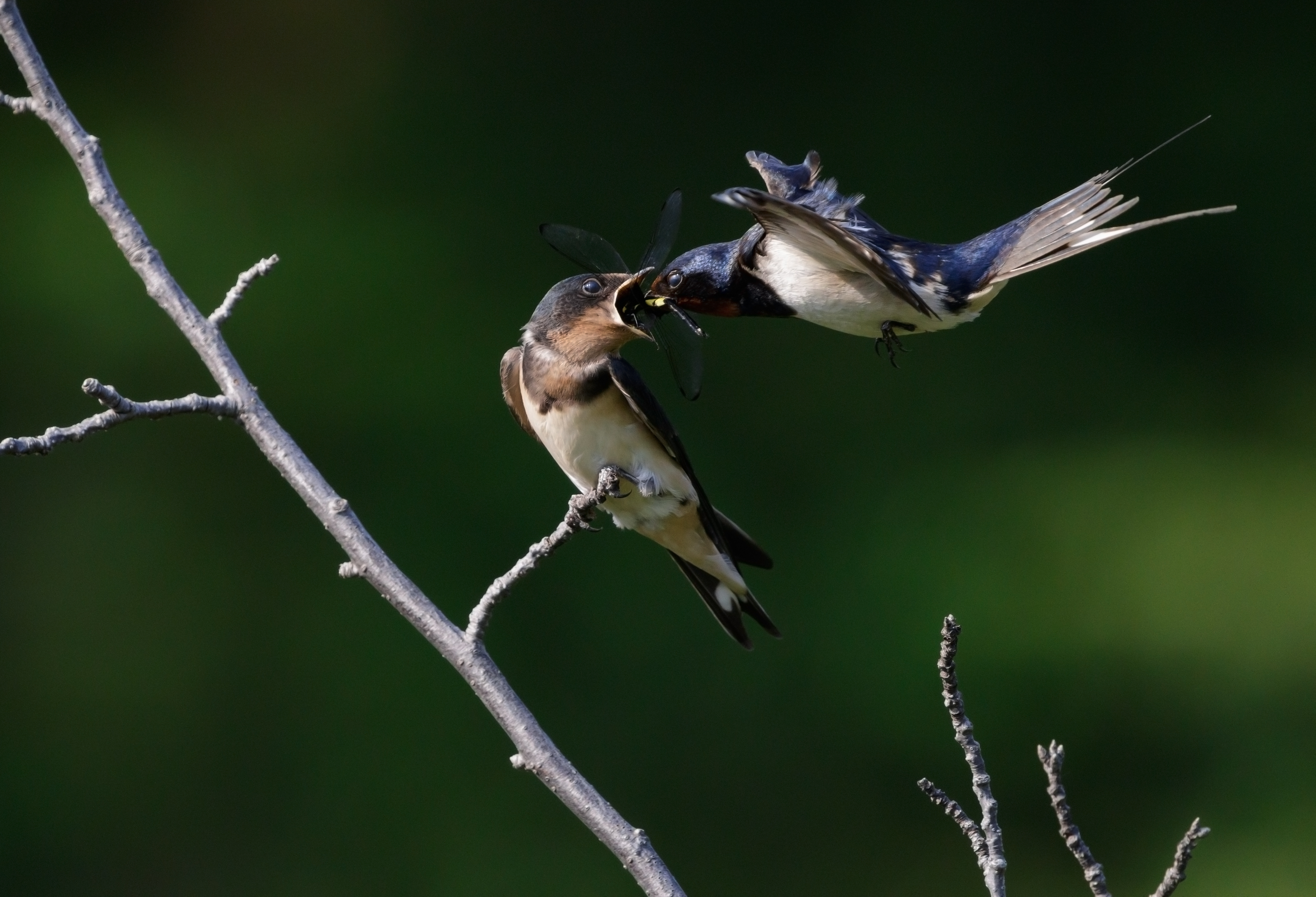 Conservation⁤ and Threats to the Rufous-chested Swallow in Masai​ Mara National Park