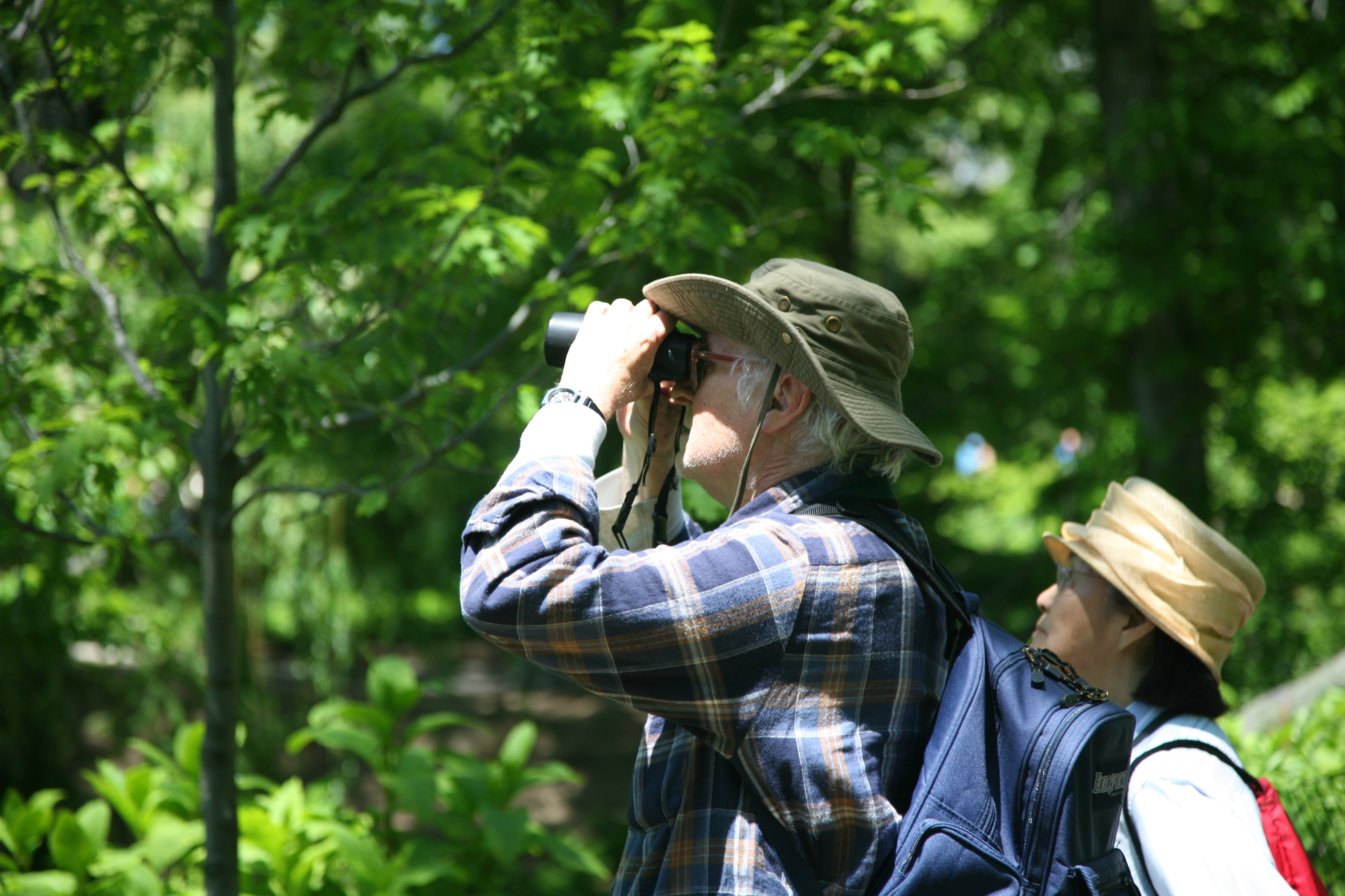 4. Birdwatching in Masai Mara: Best Spots⁤ and Tips for Spotting the​ Dusky Turtle Dove