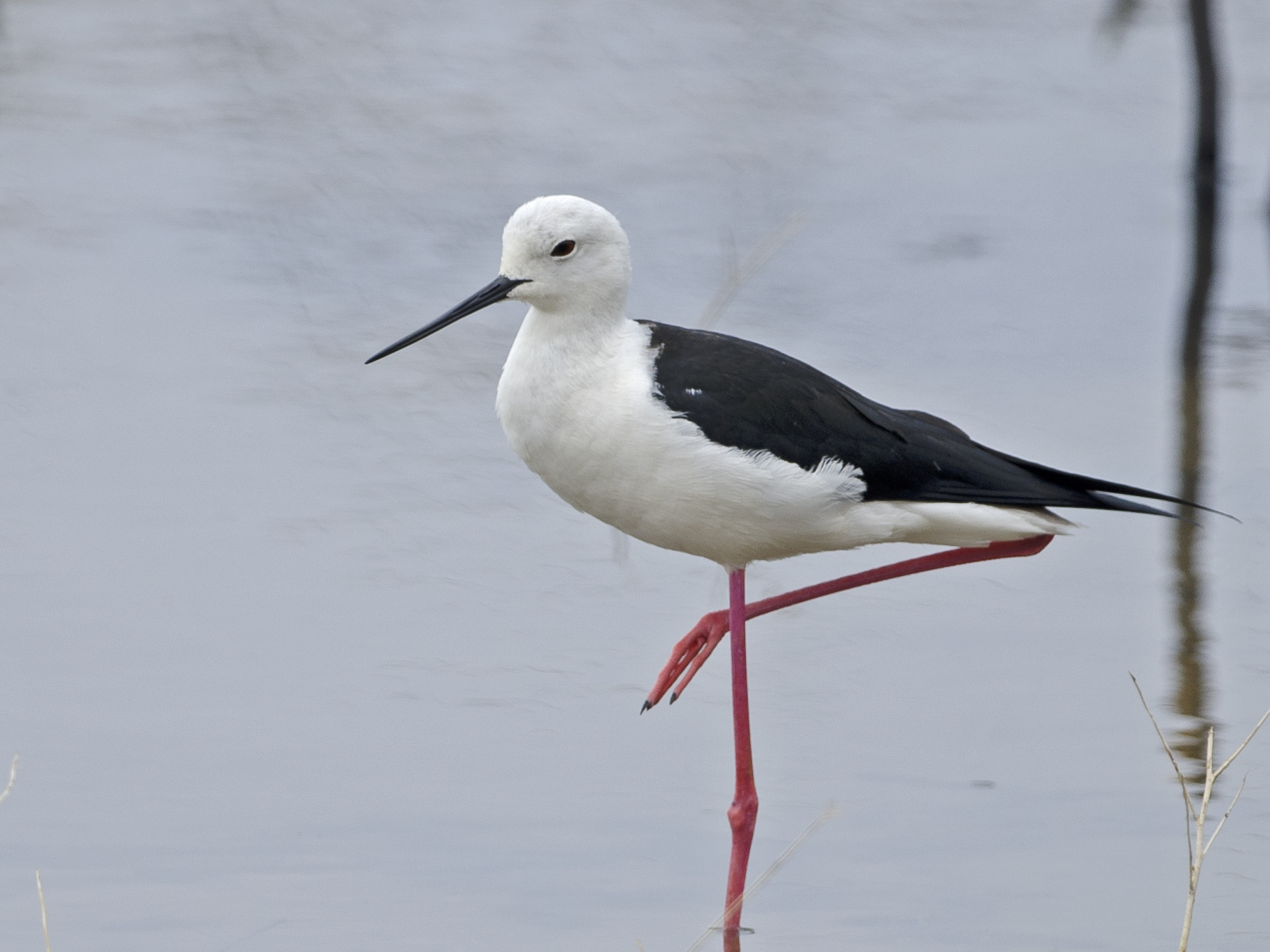 The Elegant Black-winged Stilt of‌ Masai Mara National Park