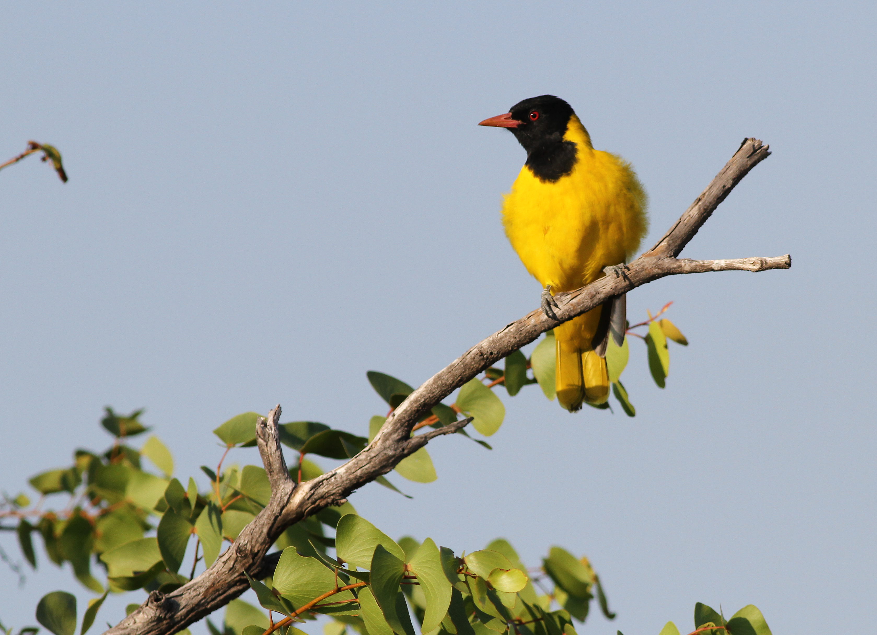 The Vibrant‍ Plumage and Distinctive Features of the Black-headed ⁢Oriole in‌ Masai Mara National ⁣Park