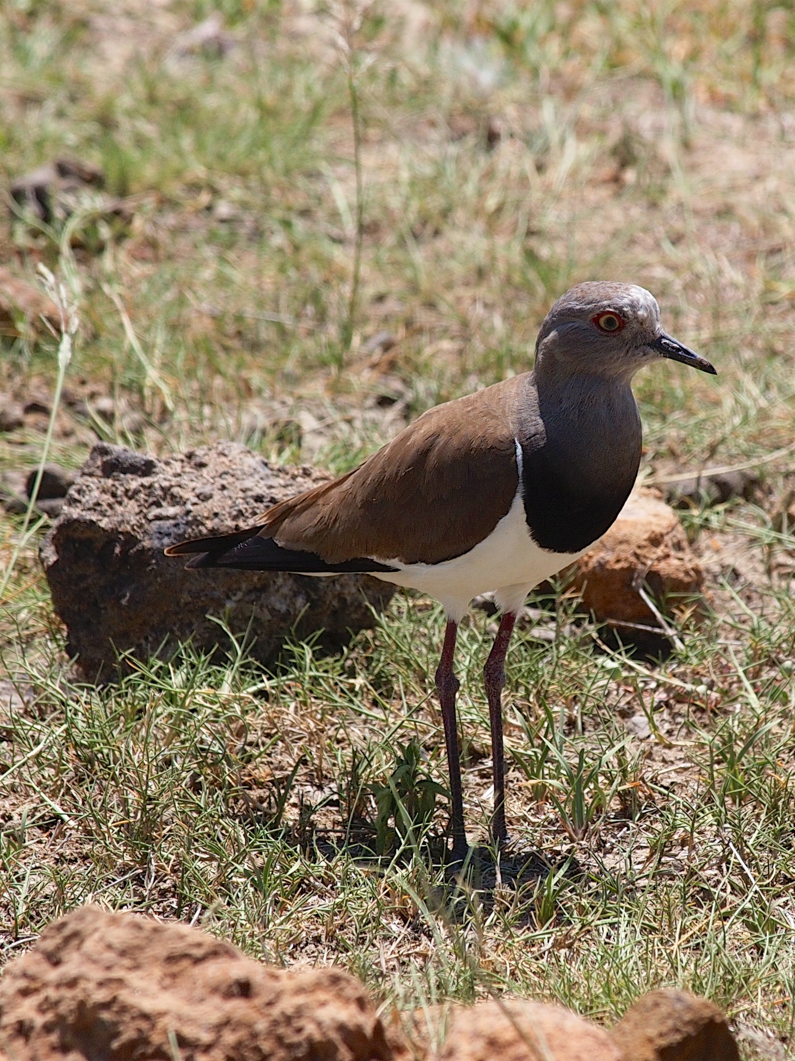 Breeding behavior and nesting habits of the Black-winged Lapwing in ⁢Masai Mara National Park