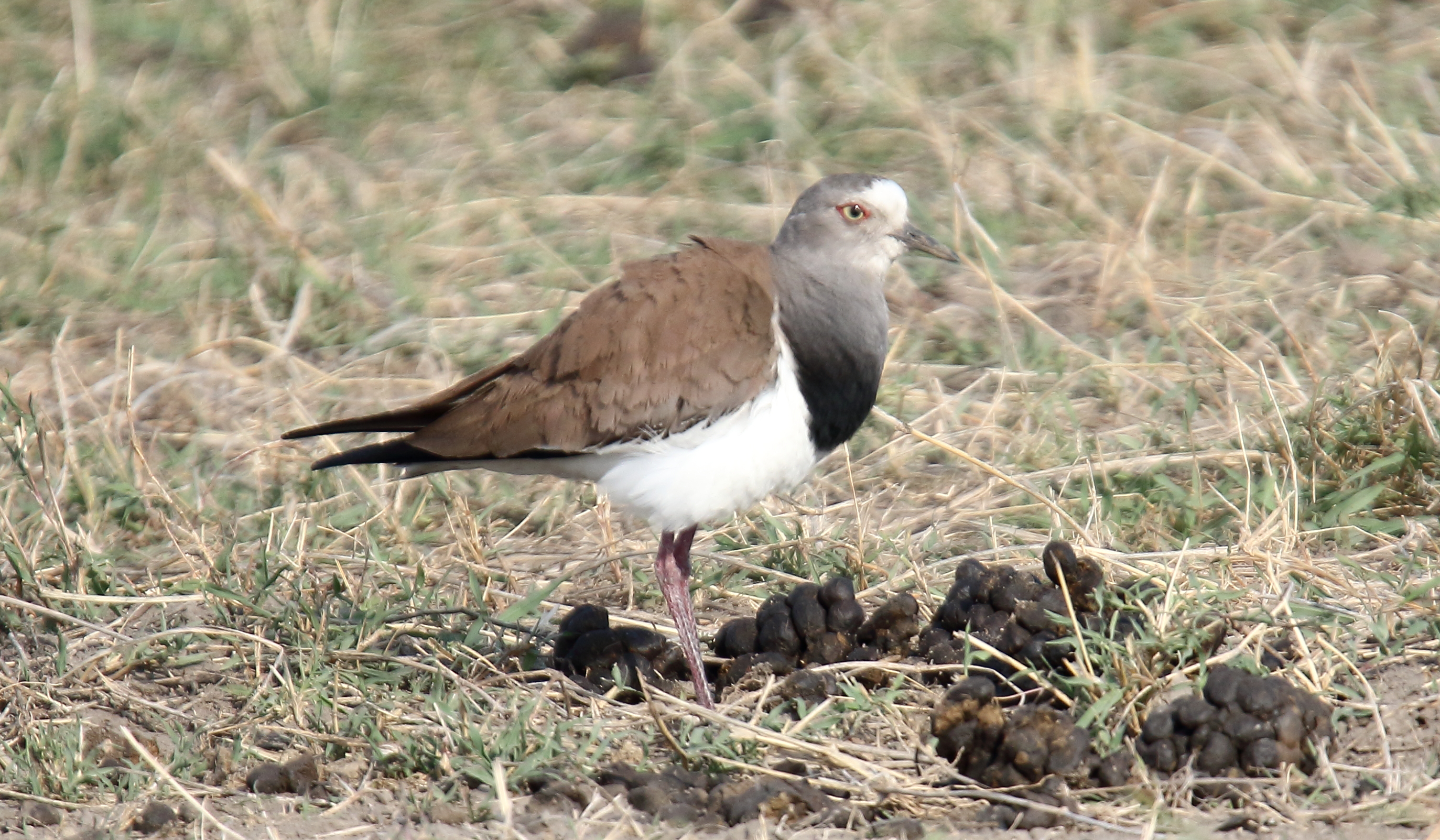 Migration patterns and​ habitat of the Black-winged Lapwing in Masai Mara⁤ National Park