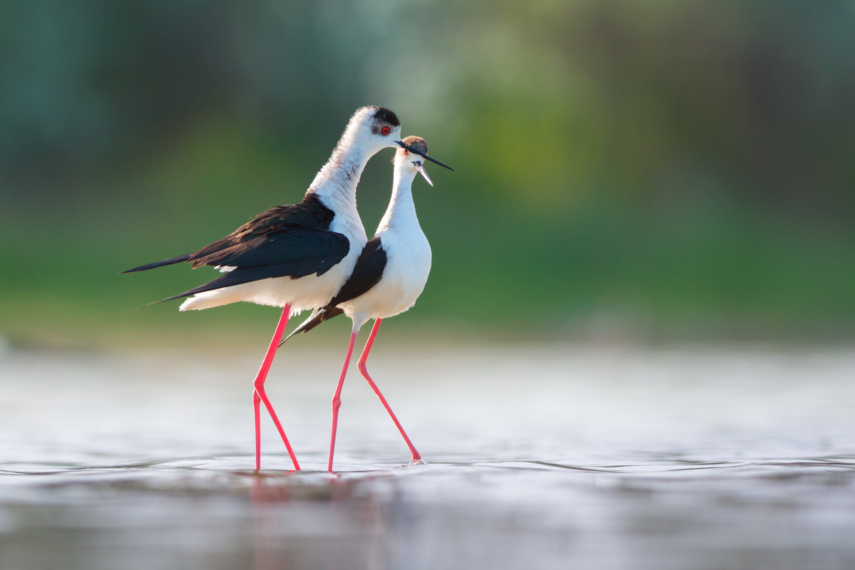 Best Practices for Viewing and Photographing Black-winged Stilts in Masai Mara National Park