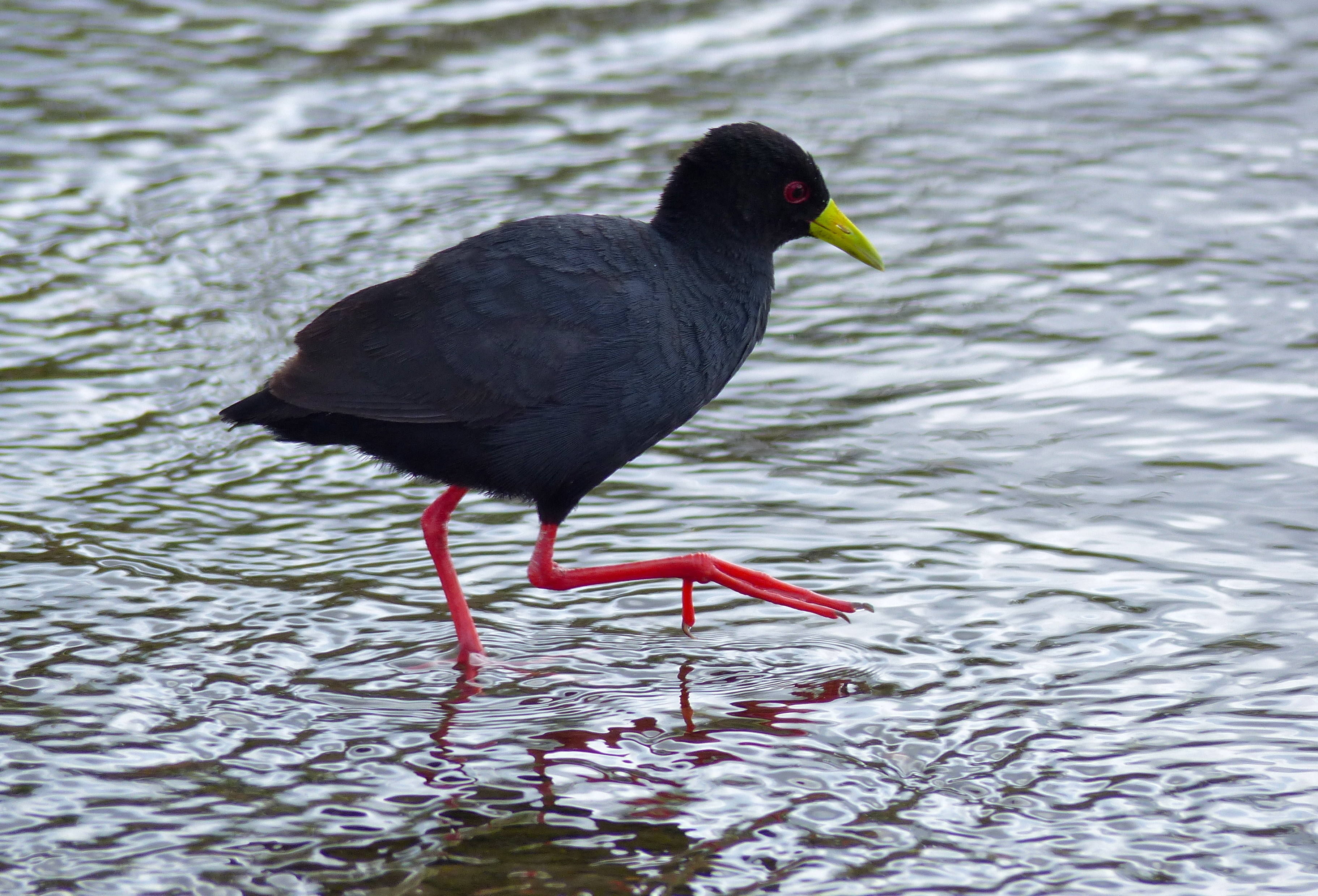 Conservation Challenges and Efforts for the Black Crake in Masai Mara National Park