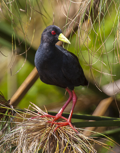 Crucial Steps for the ‌Sustainable Preservation of the Black Crake in Masai Mara National Park