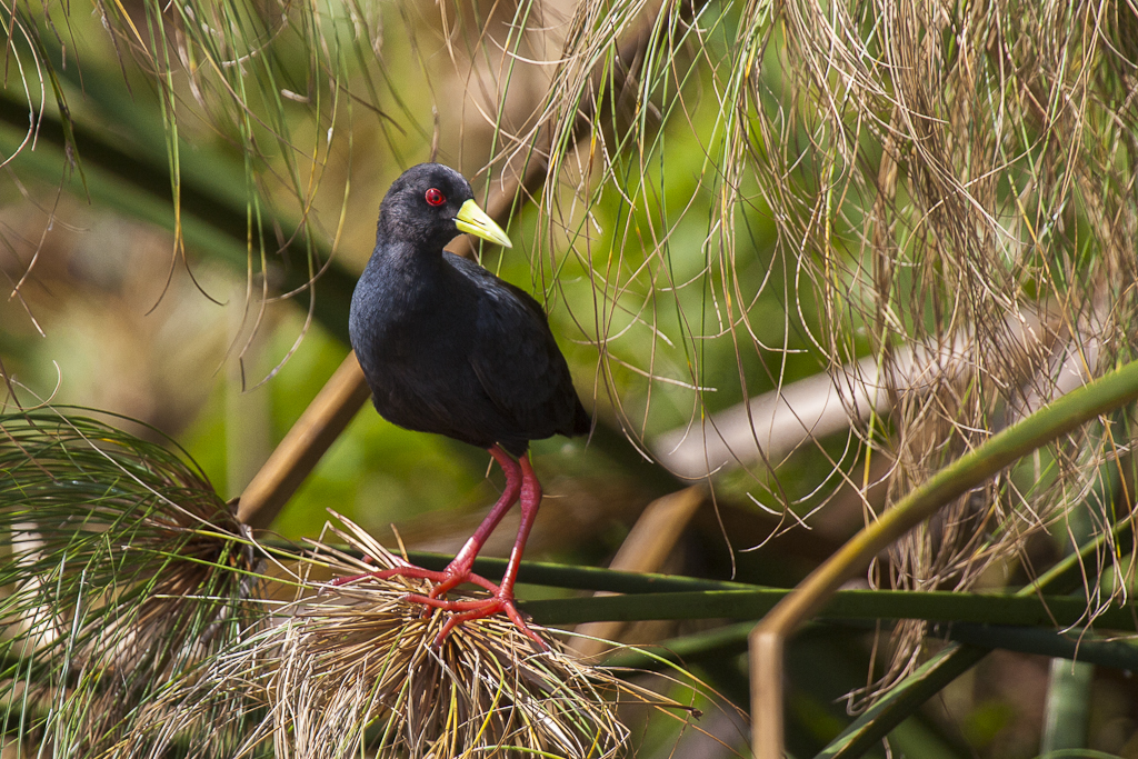 Seasonal​ Behavior and Breeding Patterns of ⁤the Black Crake in Masai Mara National Park