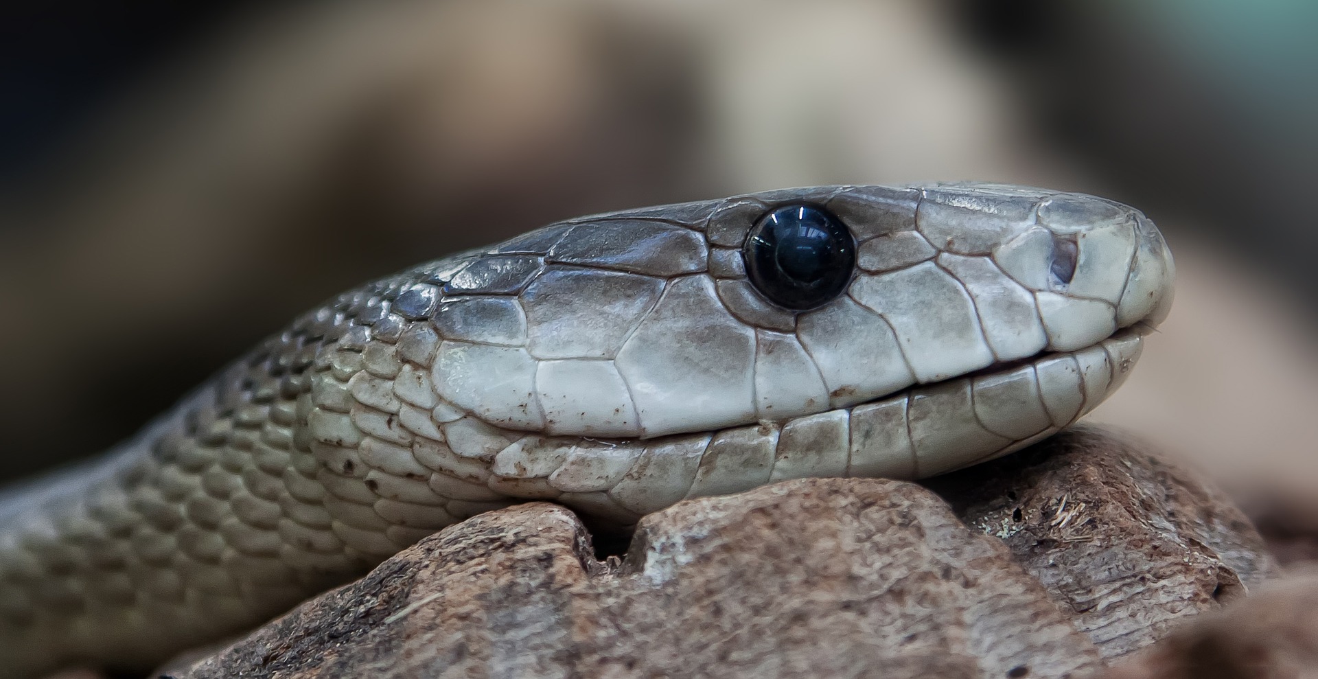 Conservation Efforts to⁣ Protect the Black Mamba Population in Masai Mara