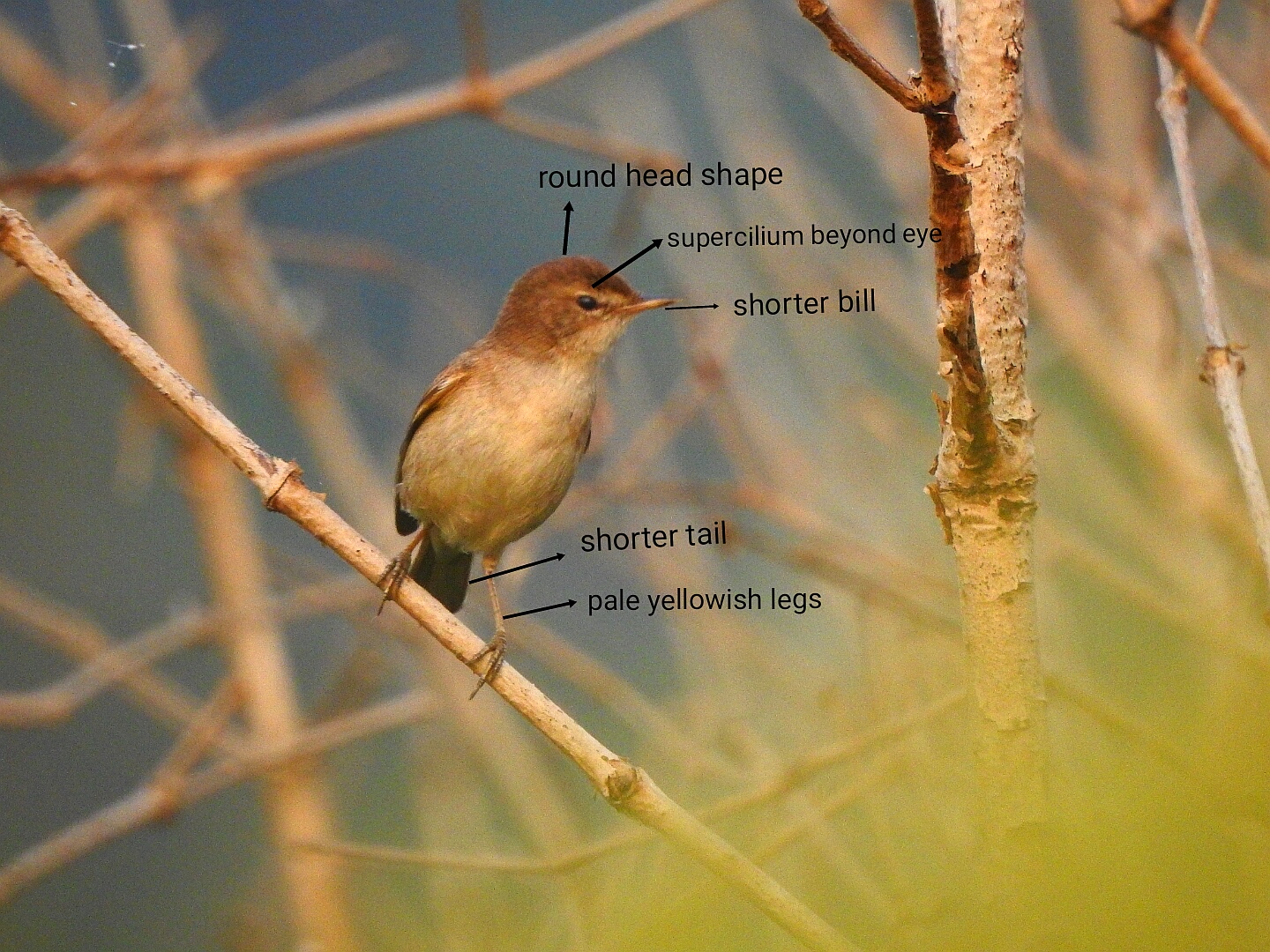 The best⁢ time and ⁣locations to ⁣spot⁣ Pale Wren-Warblers in Masai Mara National Park