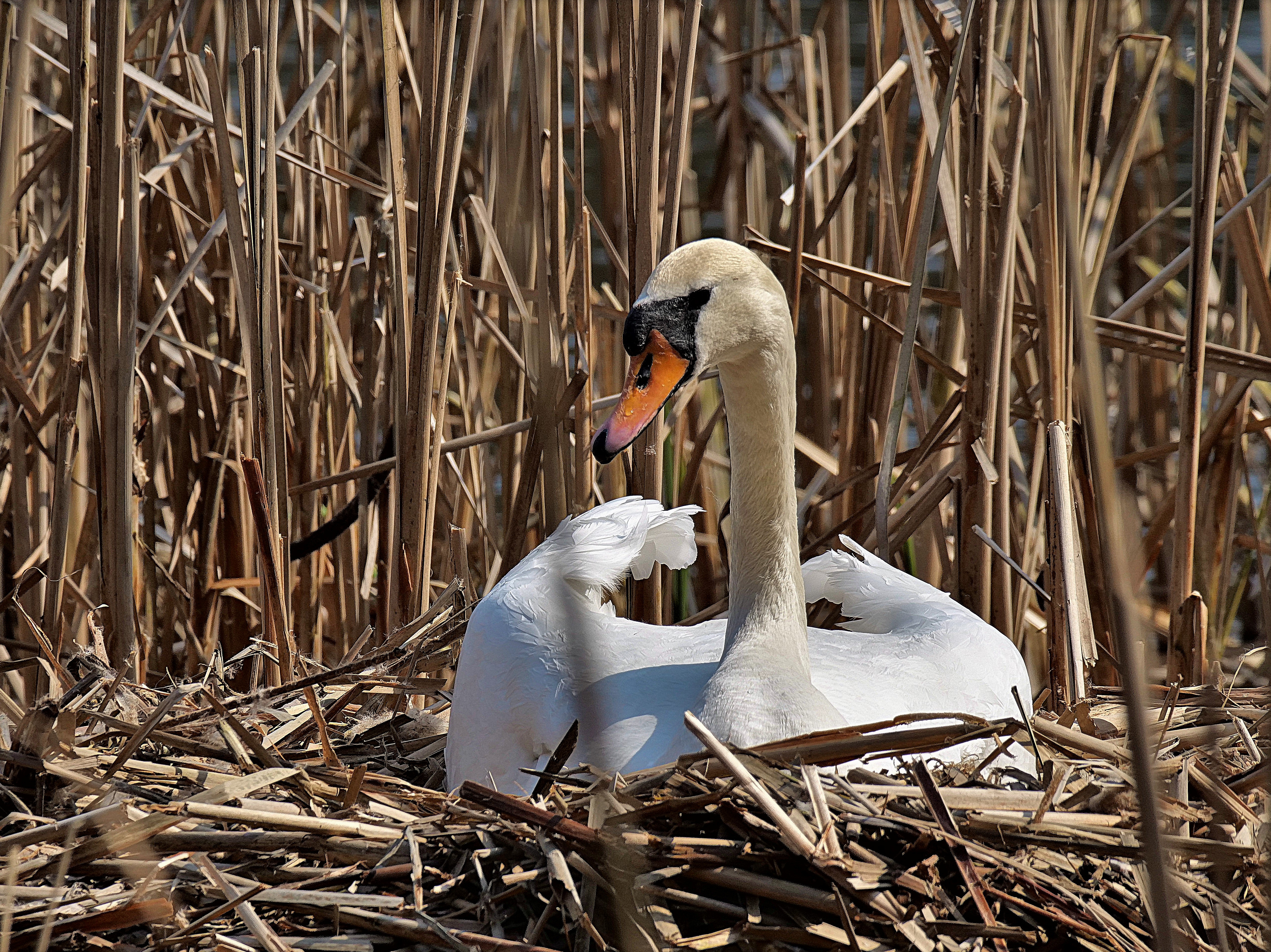 Breeding and Nesting ‌Patterns: A Delicate Process for Long-term Survival