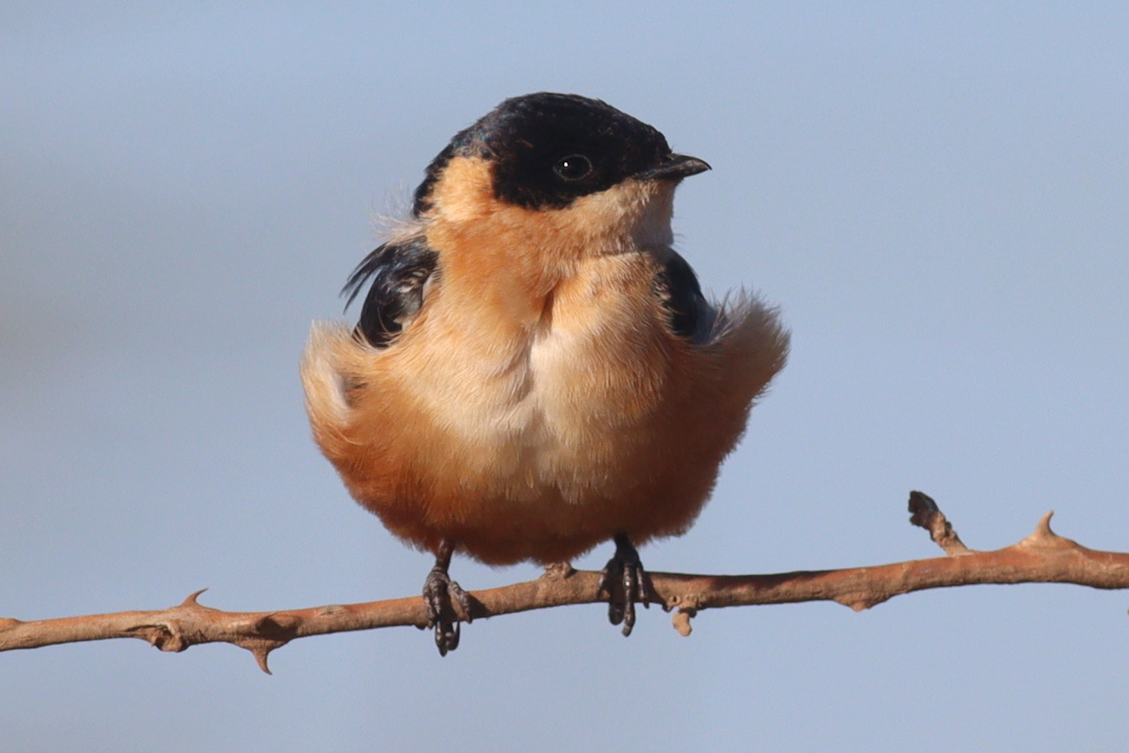 Behavior and Feeding ​Habits ⁣of‍ the Rufous-chested ‍Swallow ‌in⁤ Masai⁤ Mara National ⁢Park