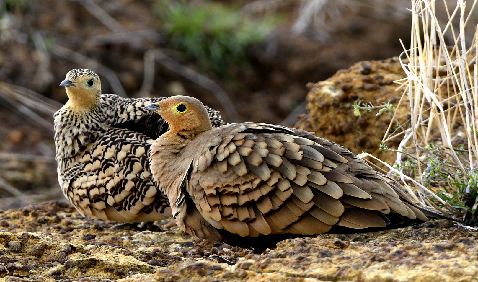 Distinctive Characteristics:​ Understanding the Chestnut-bellied Sandgrouse⁤ of Masai Mara