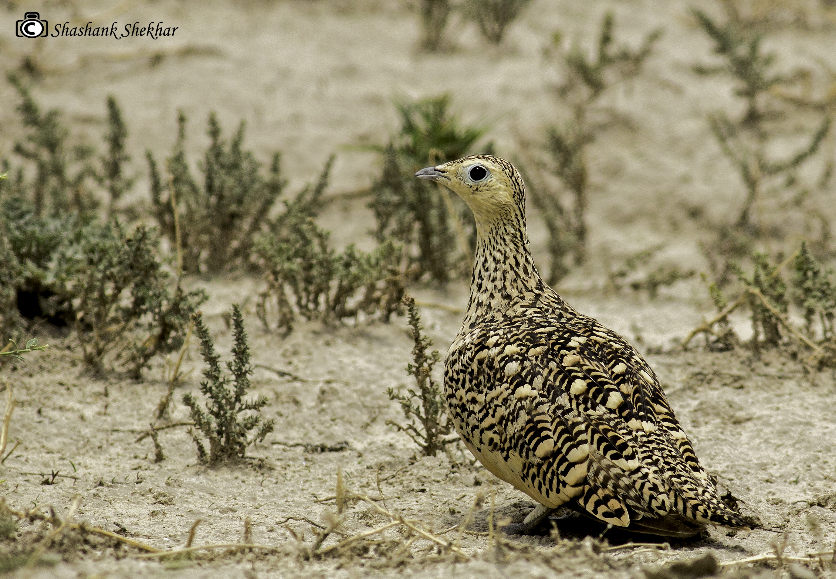 Chestnut-bellied Sandgrouse: A ​Fascinating Species of the Masai⁤ Mara ⁢National⁤ Park