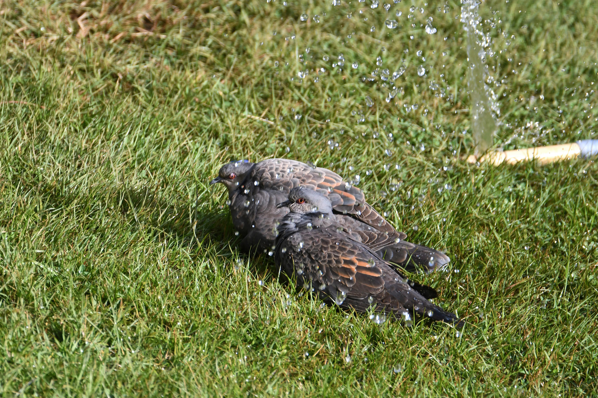 3. Conservation Efforts: Preserving⁣ the Future⁤ of‍ the Dusky Turtle Dove ‍in Masai Mara National ⁤Park