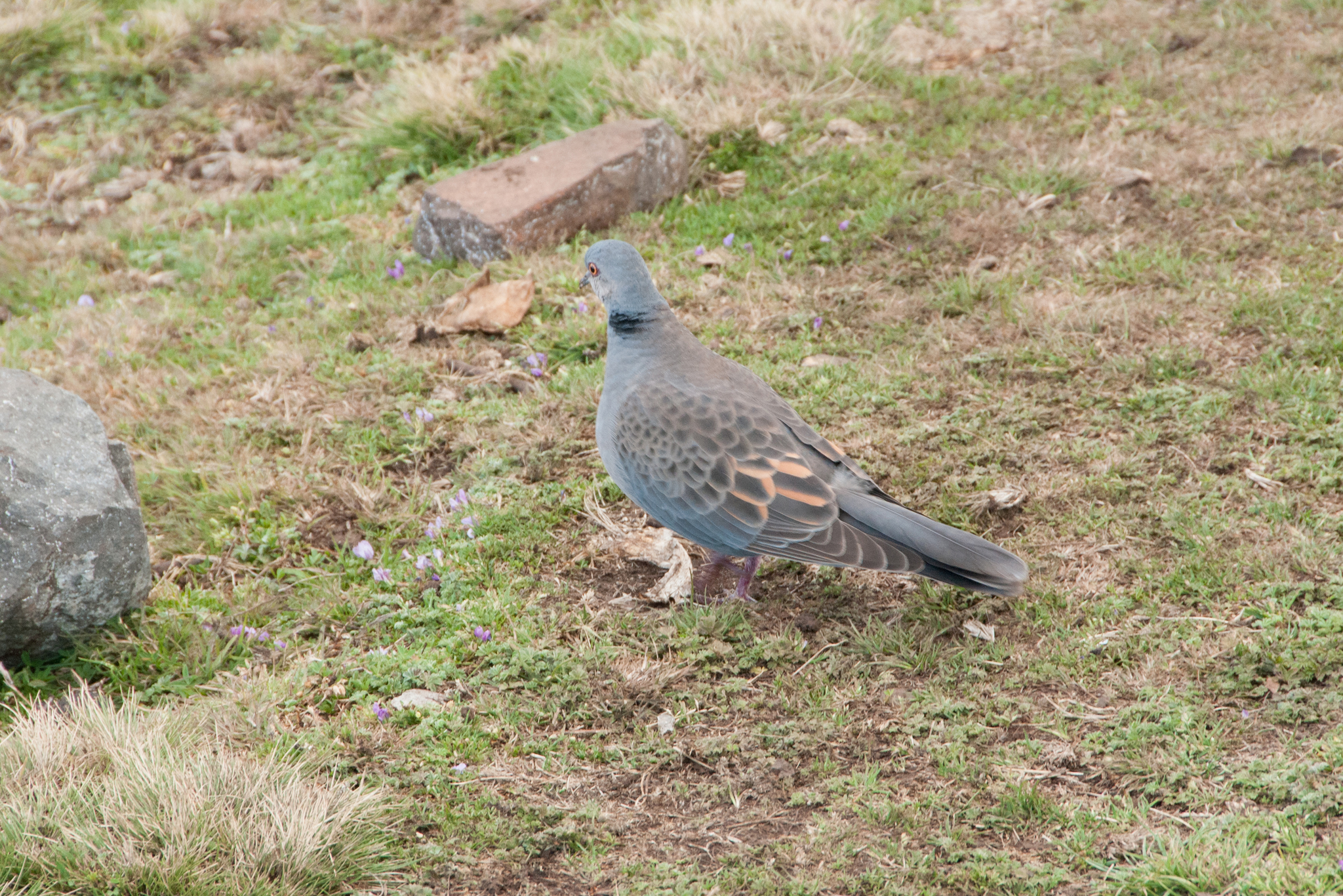 6. Promoting Sustainable Tourism: Supporting Local Communities ⁣for Dusky Turtle Dove Preservation in Masai‌ Mara