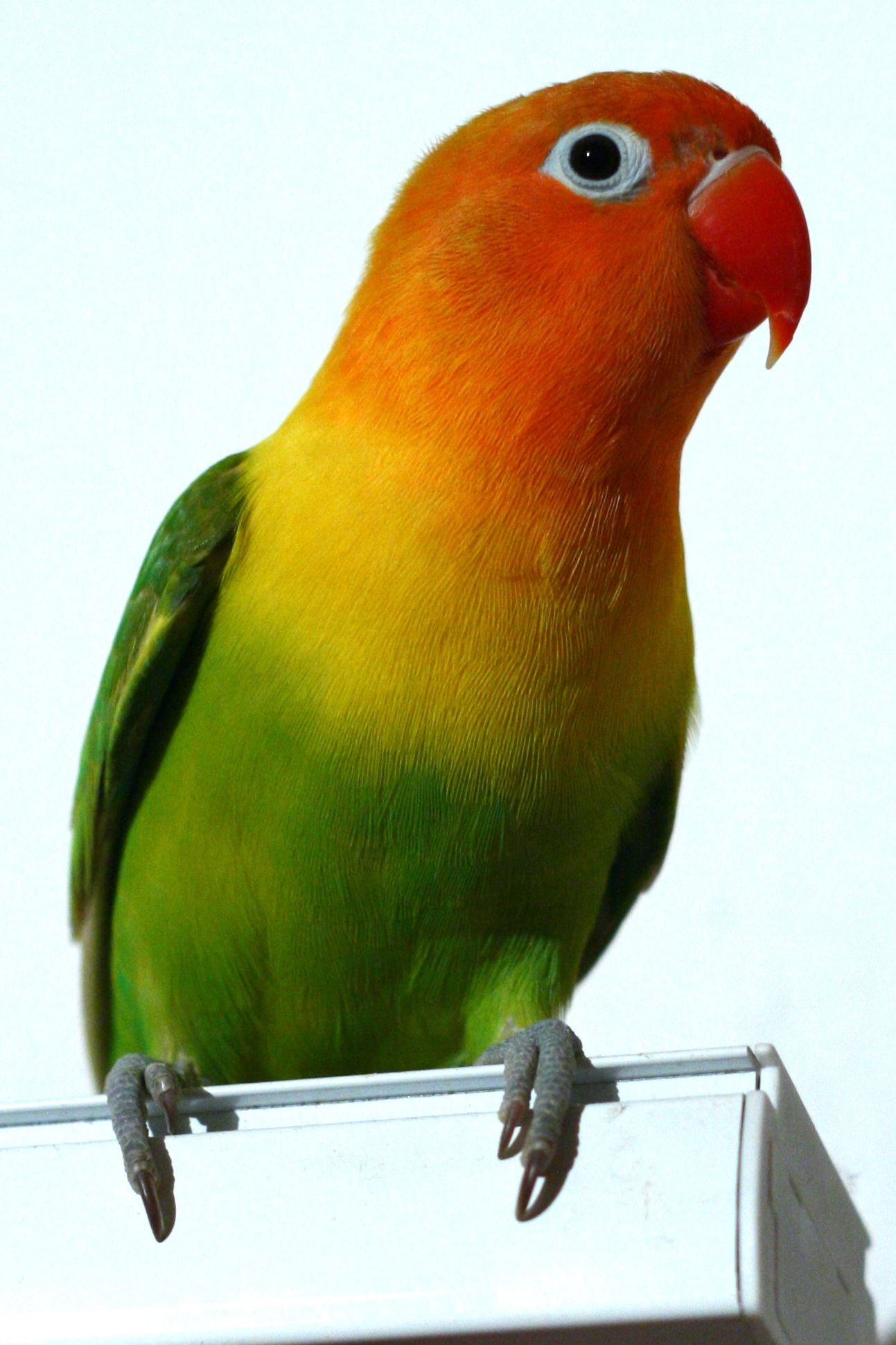 Majestic Lovebirds: Exploring ⁢Fischer's Lovebird ‌in Masai Mara National Park