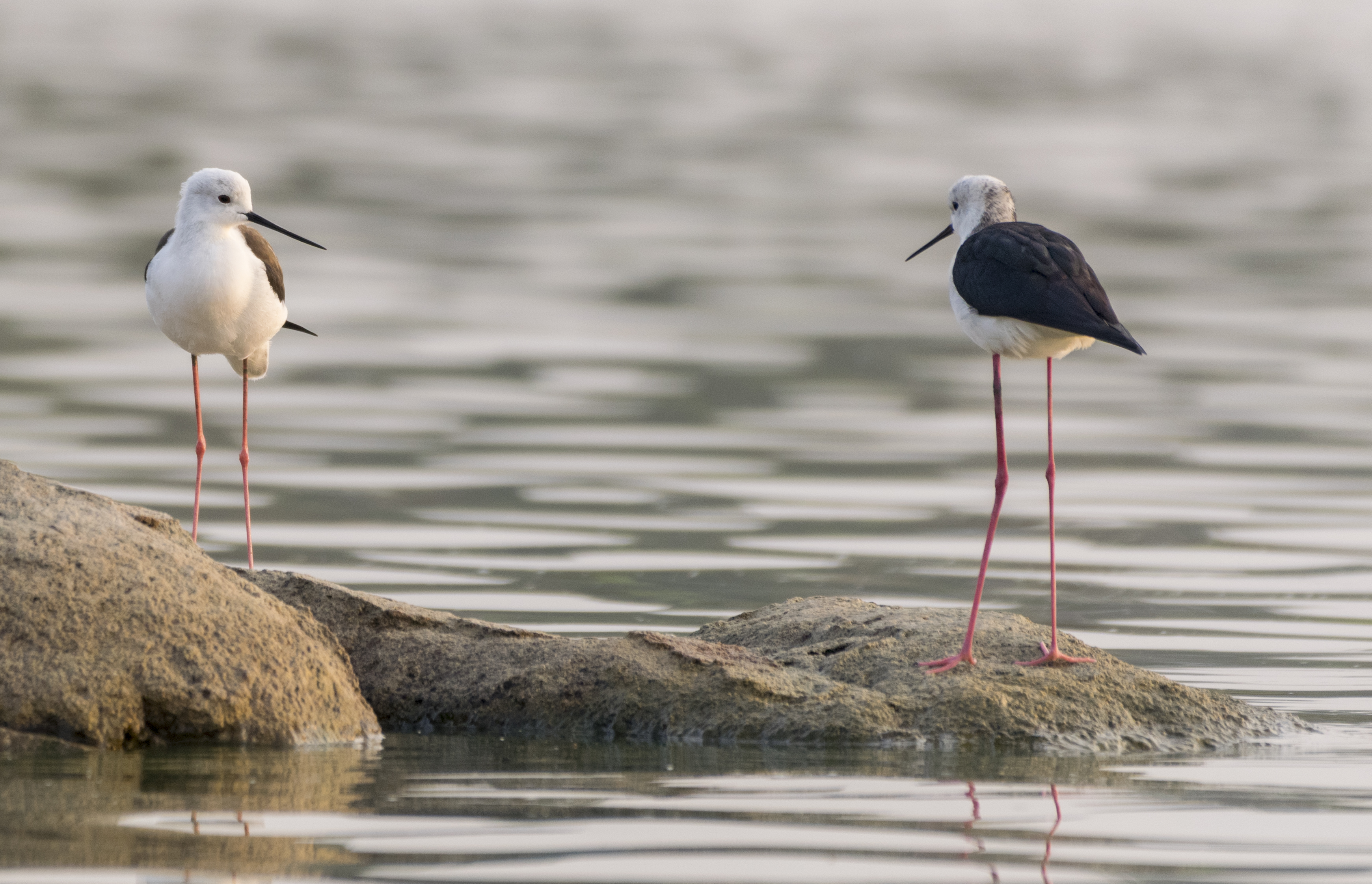 Feeding Habits​ and Habitat‌ Preferences of Black-winged​ Stilts in‌ Masai Mara⁣ National Park