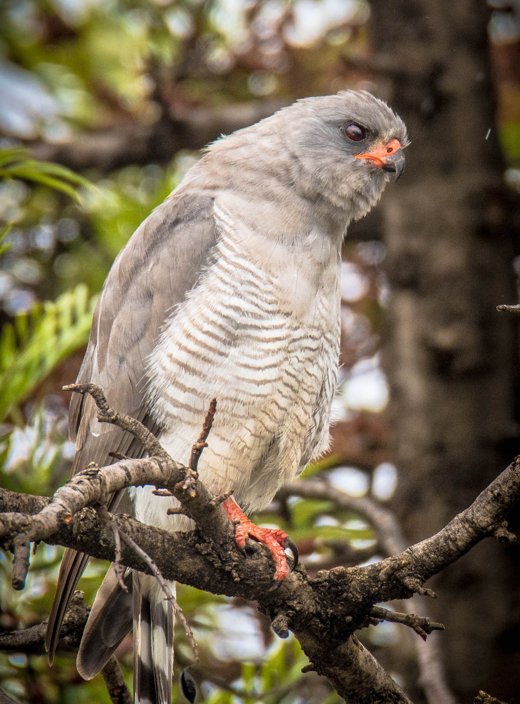 2.‍ Unique Characteristics: Unveiling the Remarkable Traits of the Gabar Goshawk