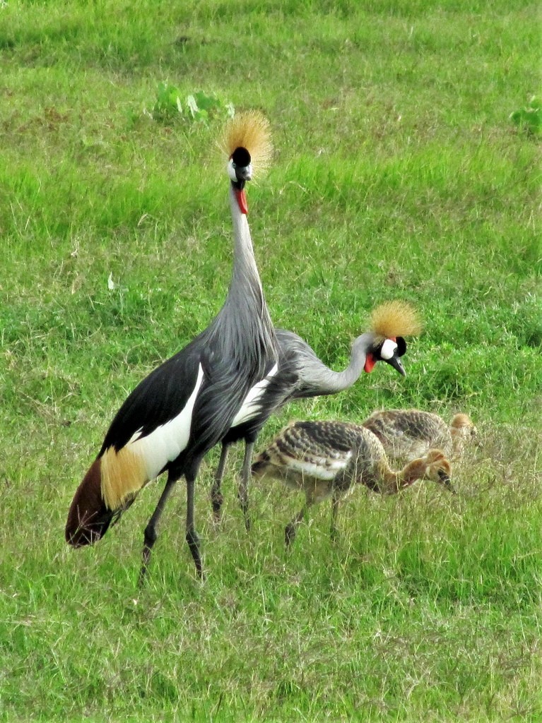 The Majestic​ Grey Crowned Crane: A Symbol of Elegance in Masai Mara ​National Park