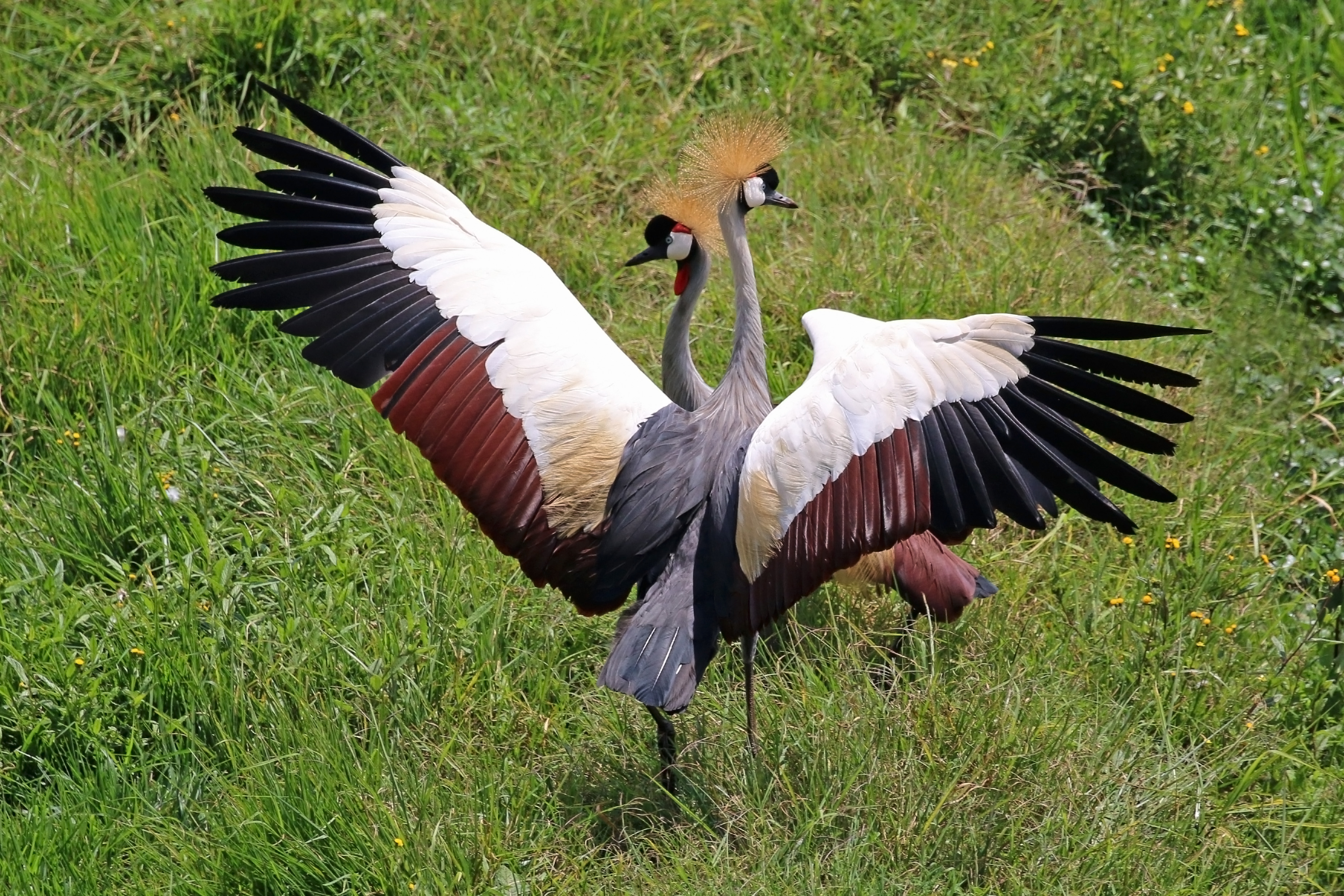 Understanding the Unique Characteristics and Behaviors of the Grey Crowned Crane