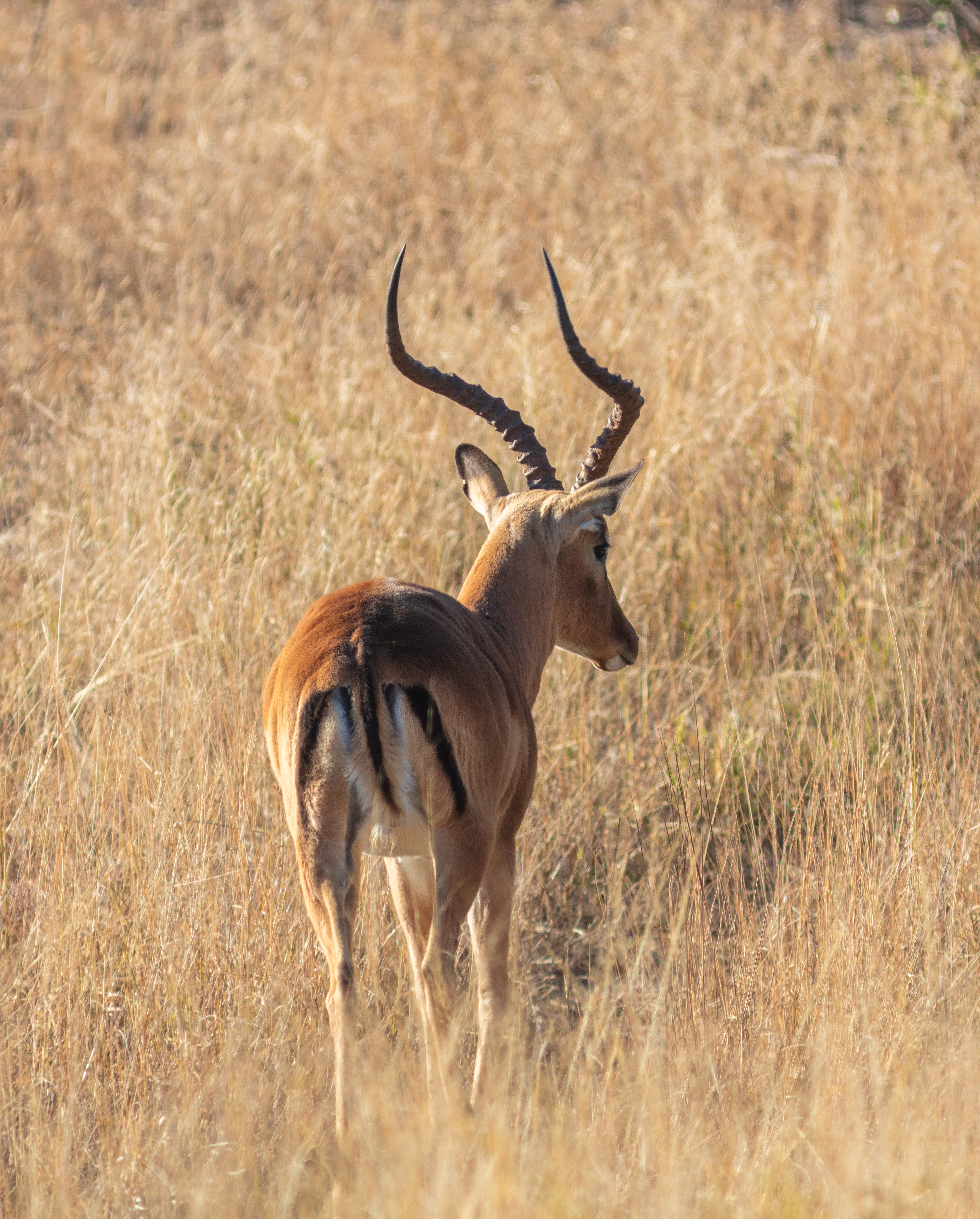 Conservation ​Efforts for Impalas: Ensuring a Sustainable Future in Masai Mara