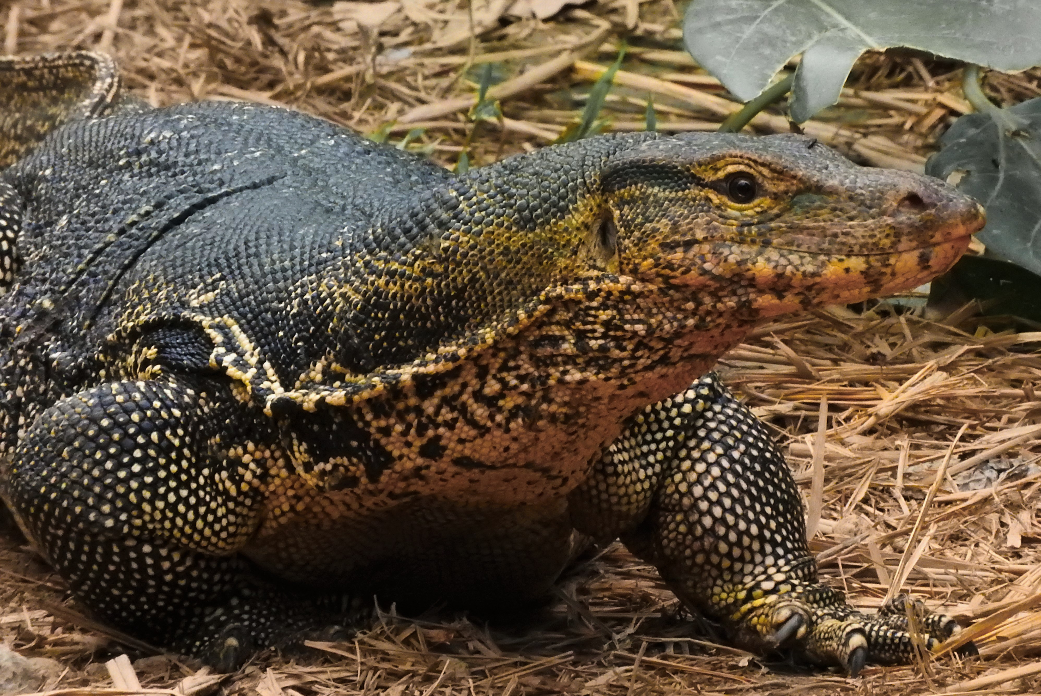 The‍ Mighty Monitor Lizards of ‌Masai Mara National Park: A Fascinating Species ​in‍ the ⁣African Wilderness