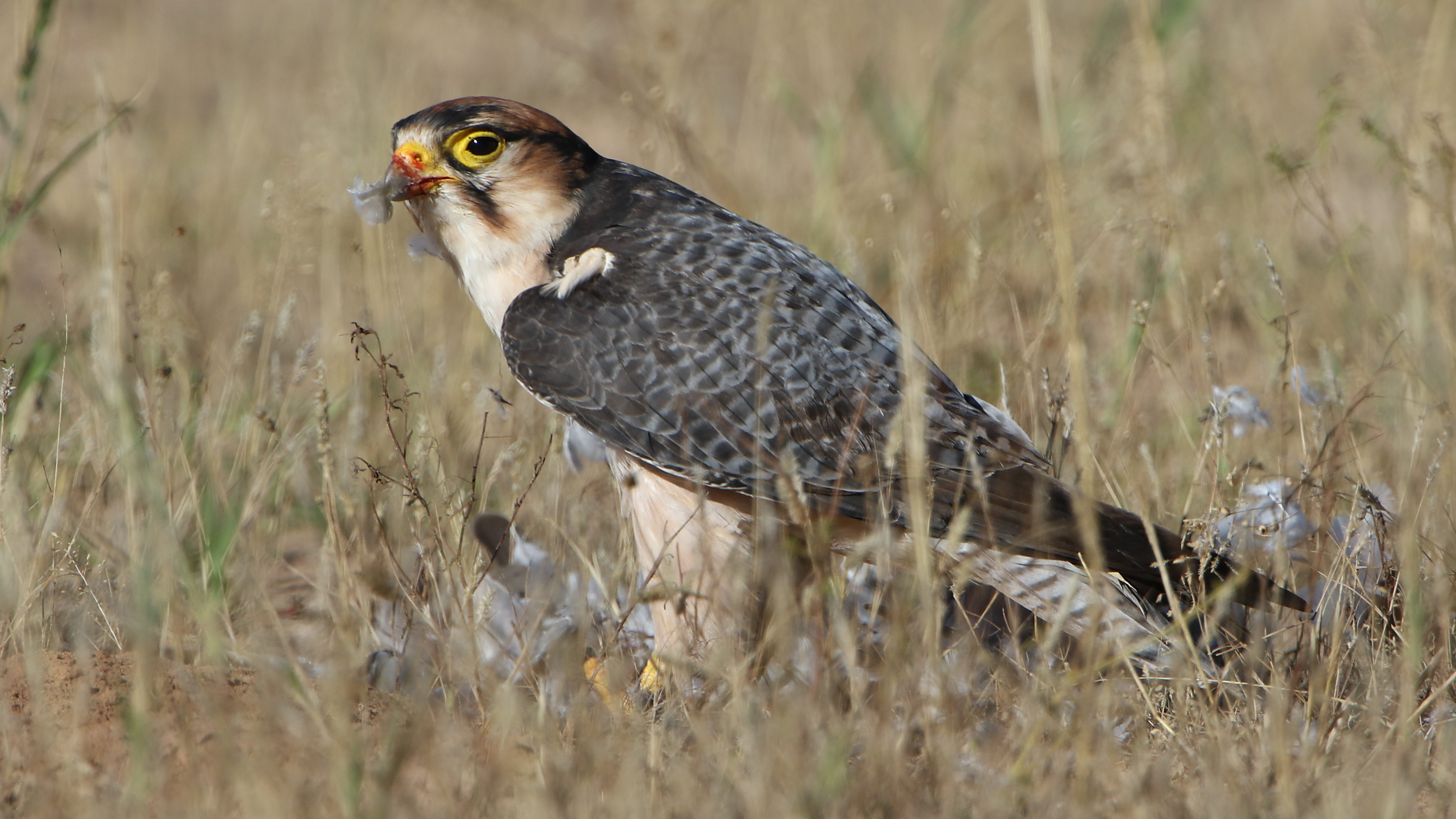 Best Practices for Birdwatching: Observing Red-necked ⁢Falcons‍ Safely and Responsibly in ‌Masai ⁣Mara