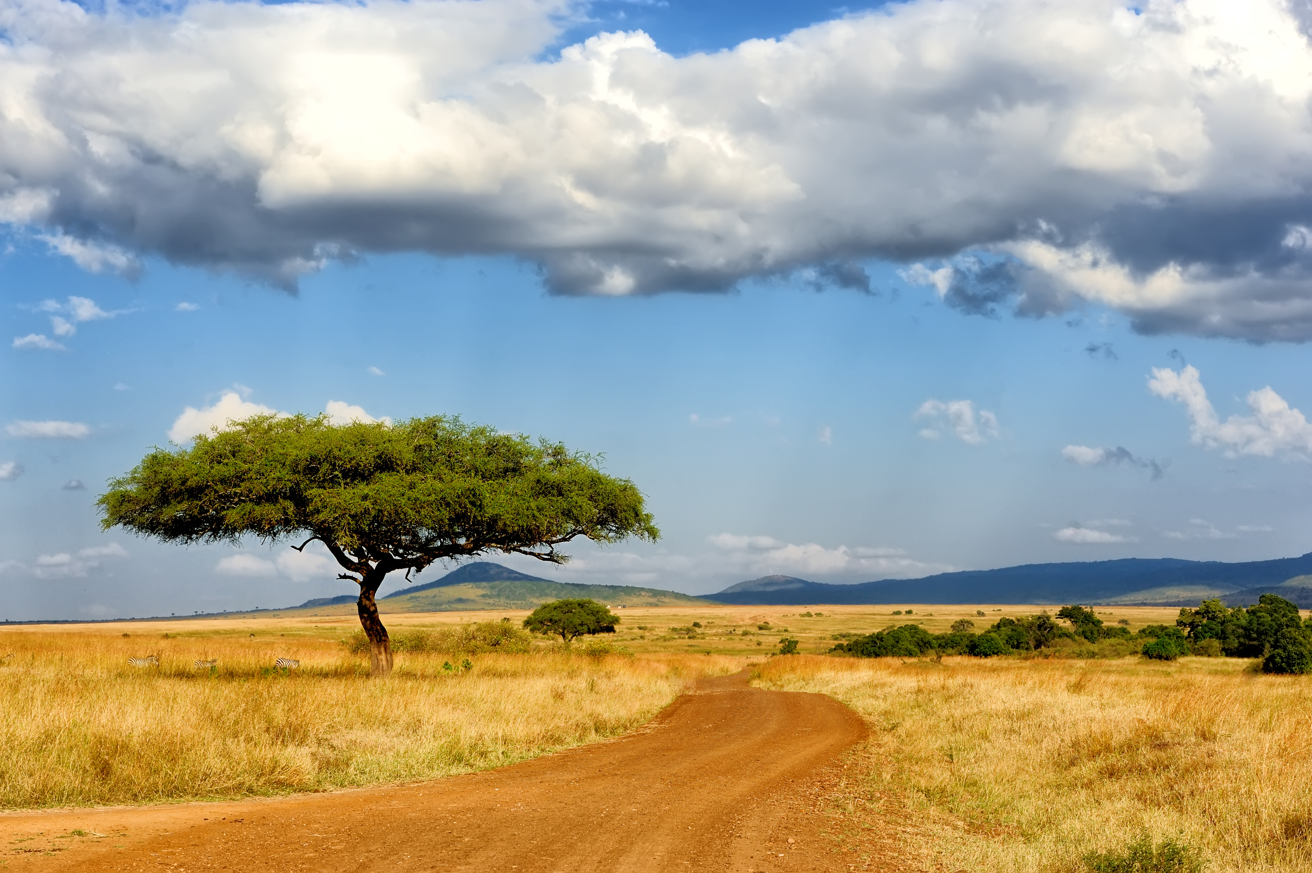 The Role of Masai Mara National Park in Montagu's Harrier Conservation