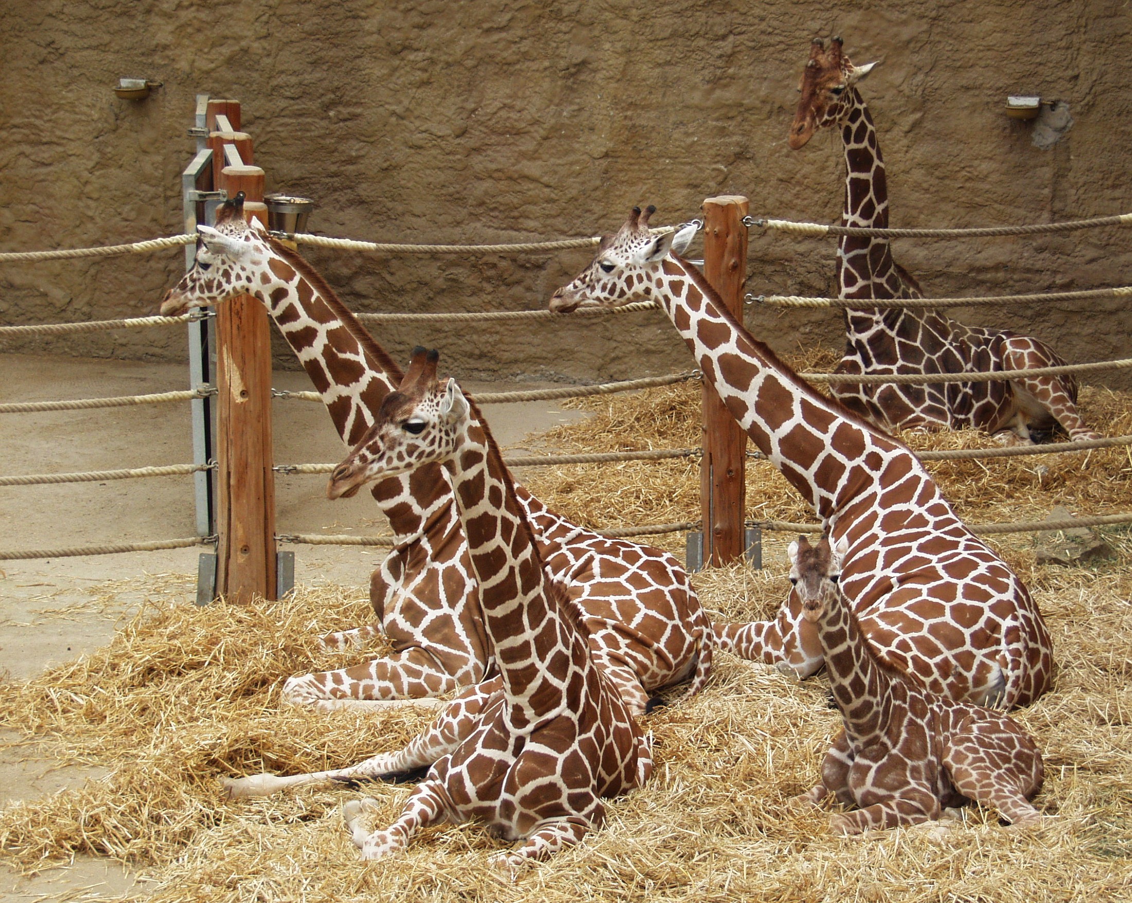 Conservation Efforts for Reticulated Giraffes: Preserving ​Masai Mara's Natural Heritage