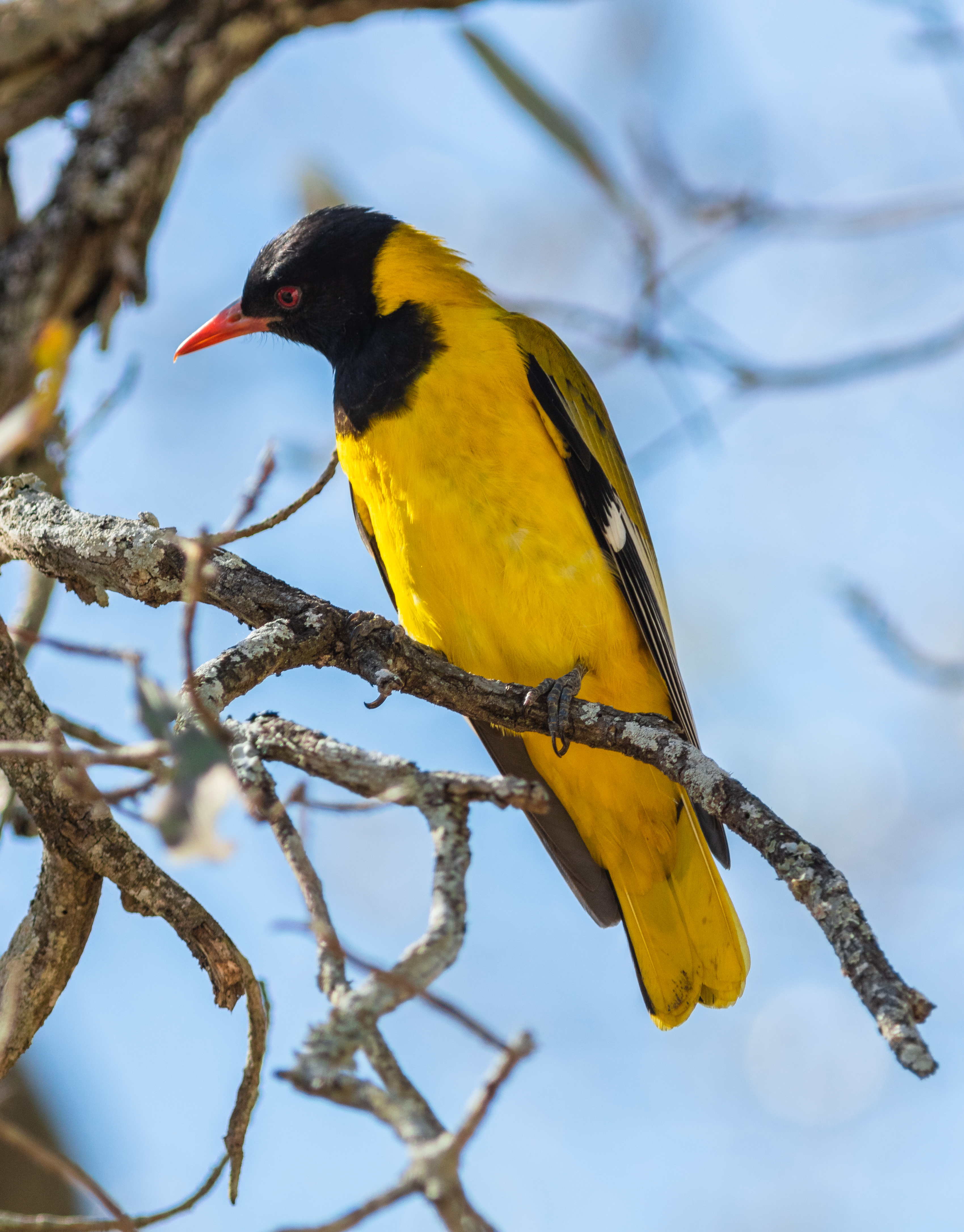 The ⁢Black-headed ‍Oriole's Melodious Calls: A Symphonic Delight in Masai Mara National Park