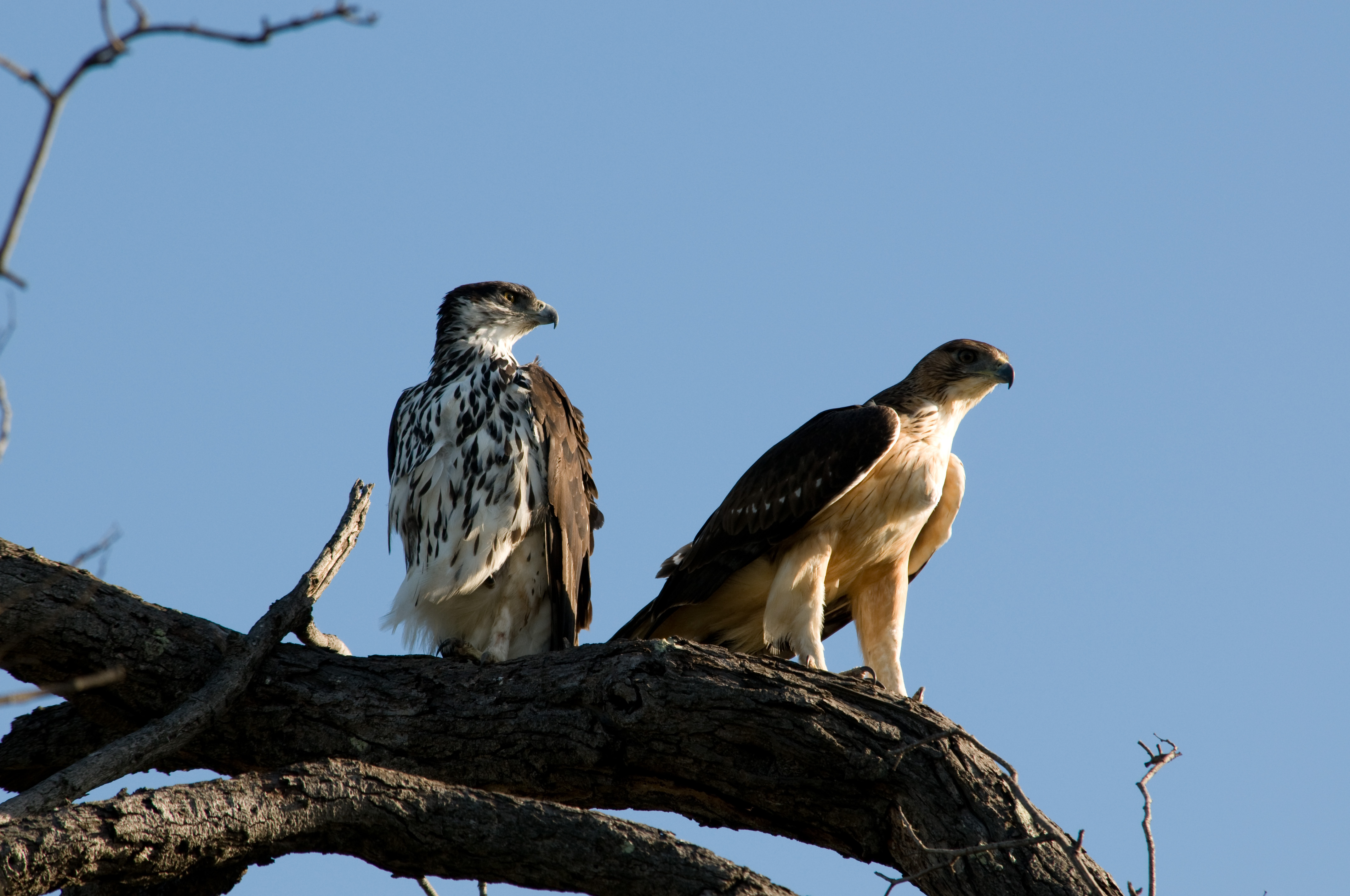 Conservation Efforts in Masai Mara: Protecting the African Hawk-Eagle and its Habitat