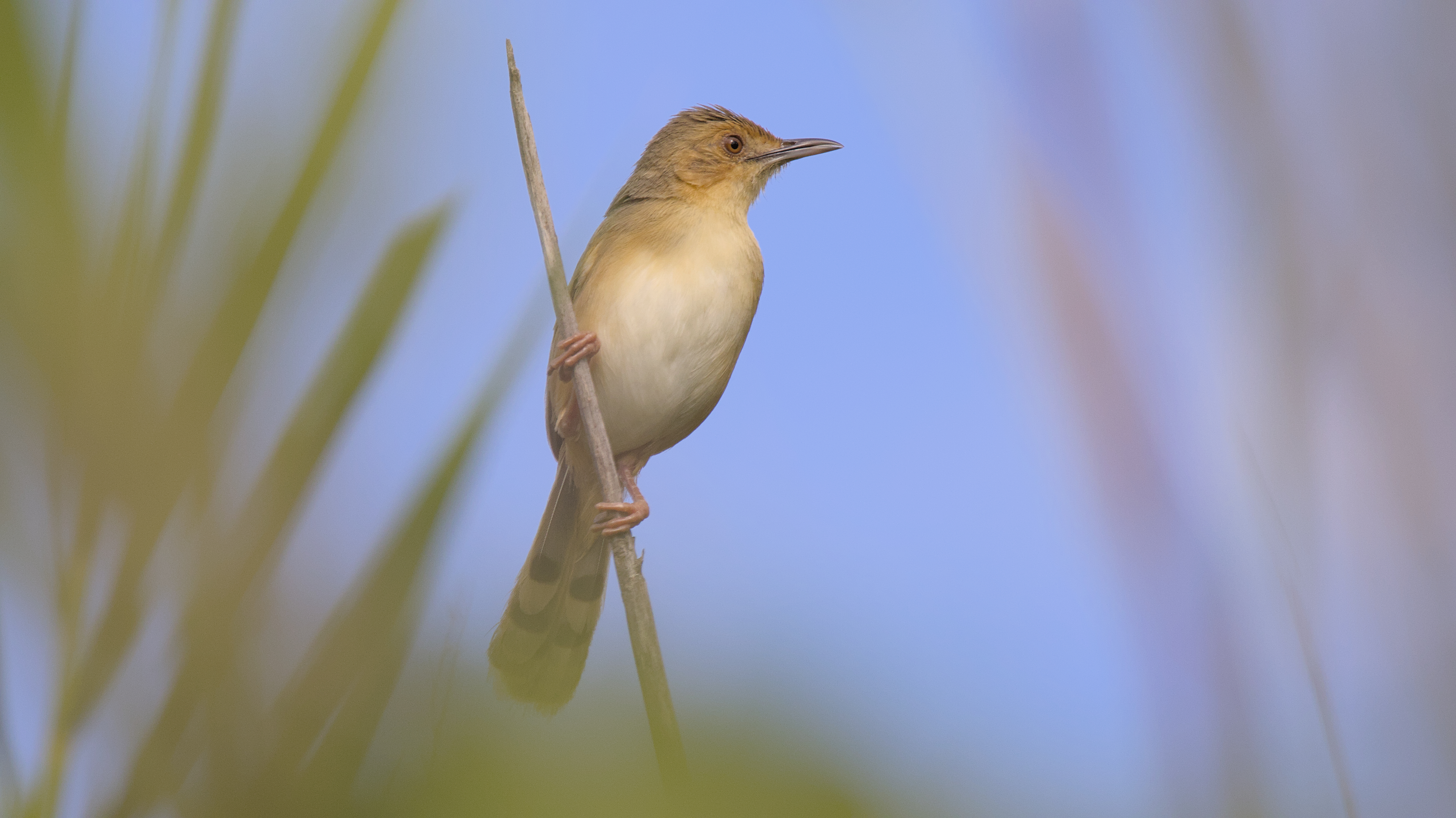Overview of the‍ Red-faced Cisticola in ‌Masai Mara National Park