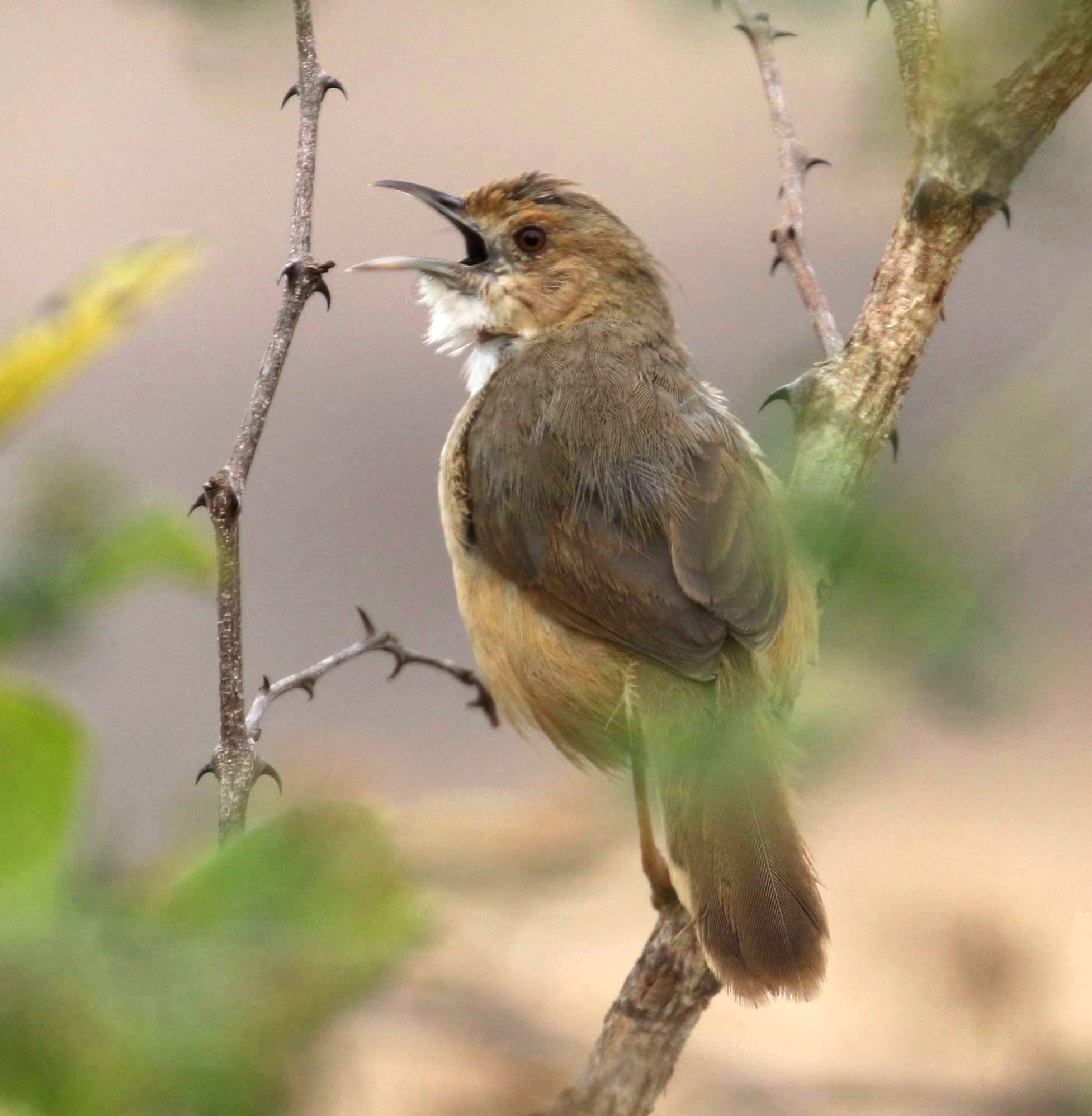 Behavior and ​Vocalizations of the Red-faced Cisticola ⁢in Masai Mara National Park