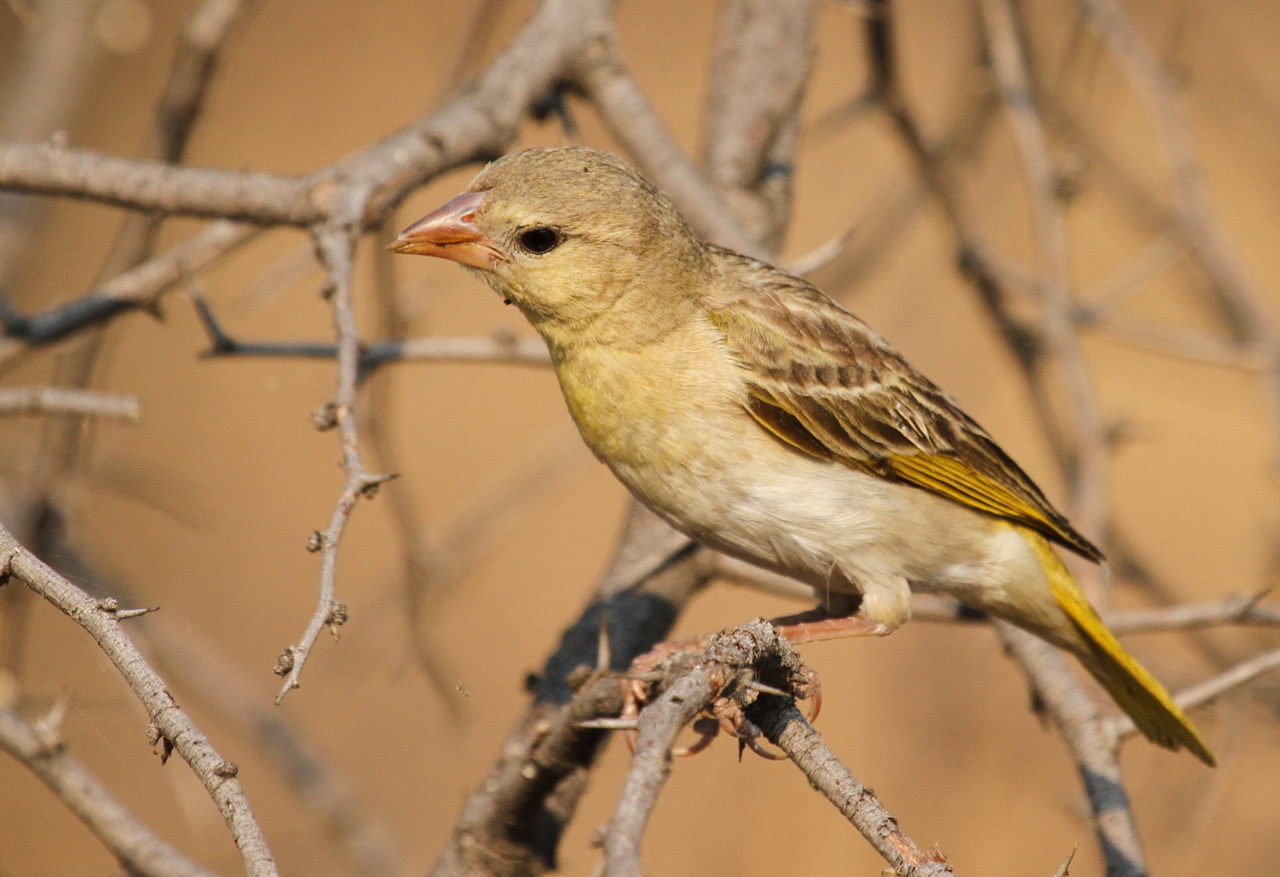 Conservation ⁣Efforts for ‍the Red-headed Weaver ​in‌ Masai ⁢Mara National⁣ Park