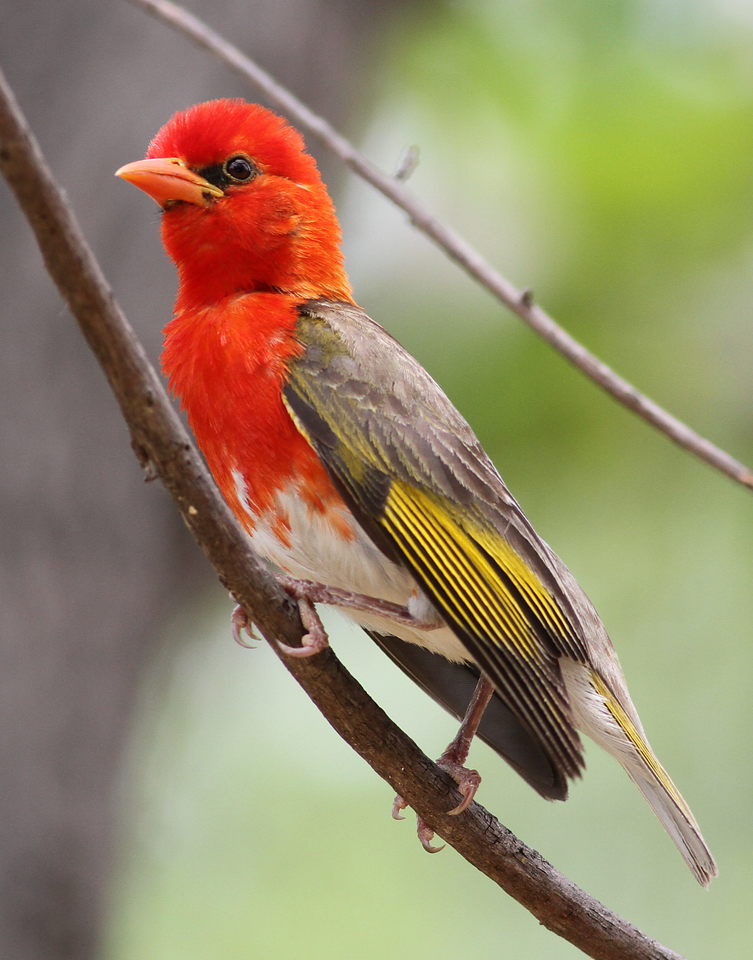 Protecting the Habitat‌ of the Red-headed Weaver: A Crucial Step ⁣for Preservation