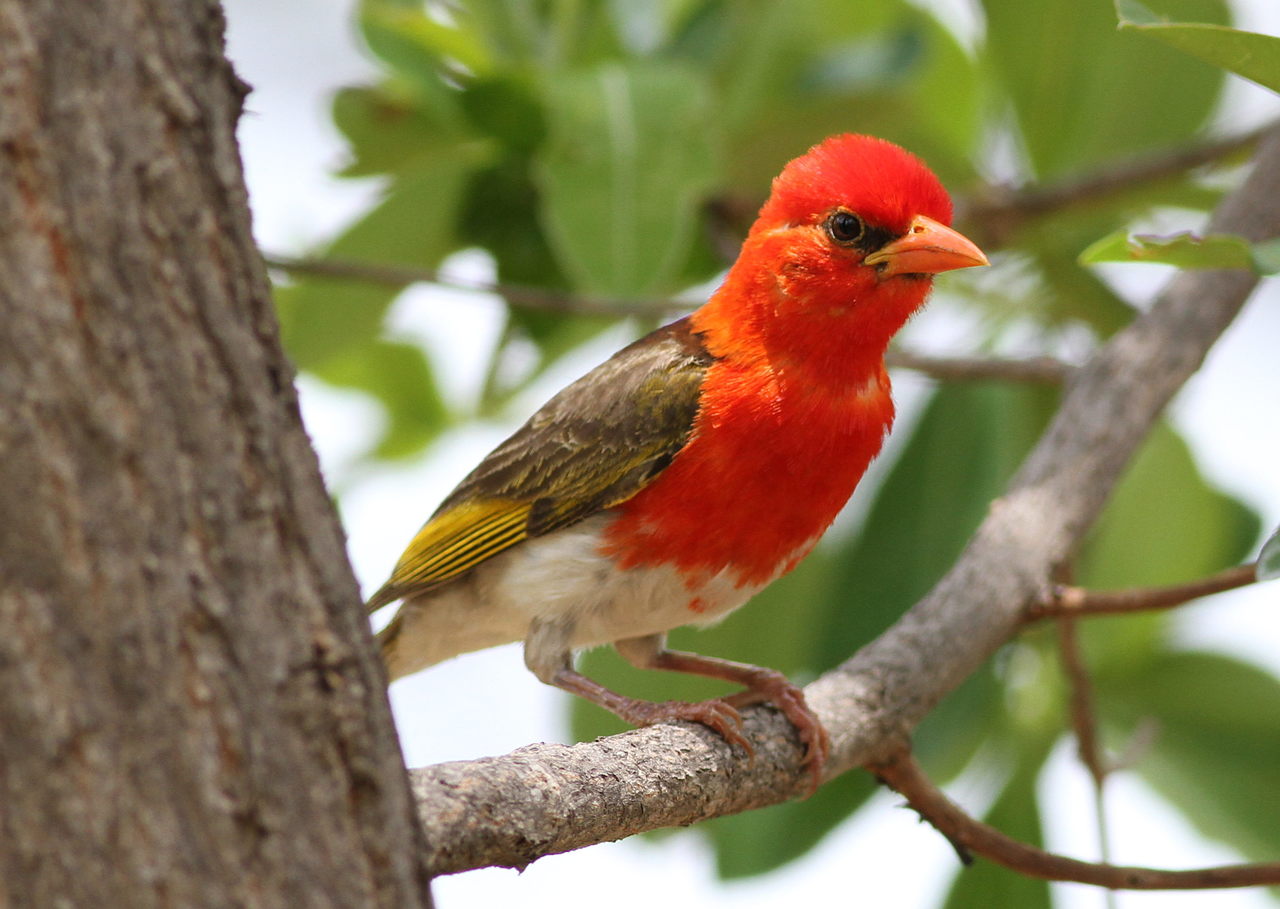 Red-headed ‌Weaver: A Glorious Sight in Masai Mara National Park