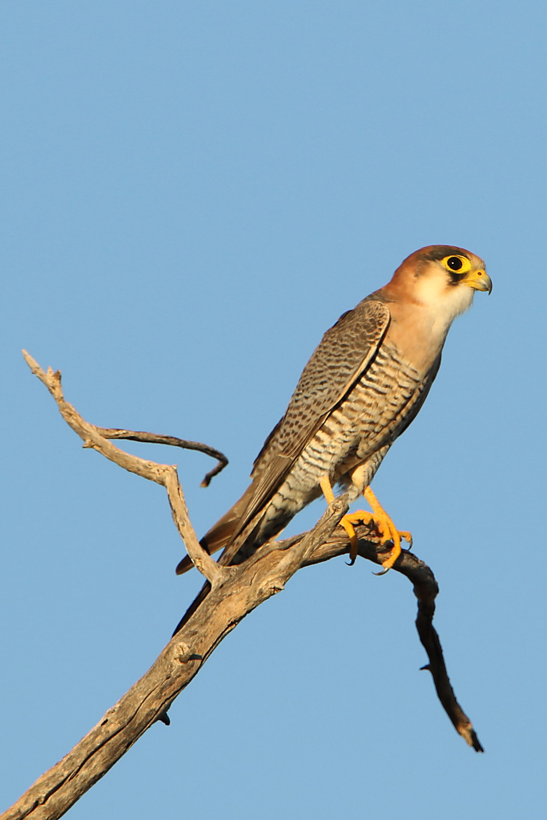 Conservation Efforts: ⁣Preserving ​the Red-necked⁢ Falcon in Masai Mara National Park