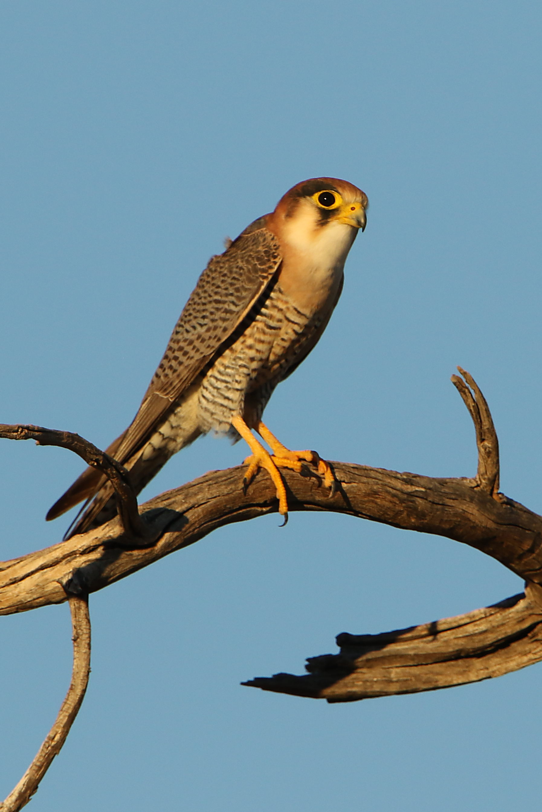 Understanding the Unique Characteristics and Behavior ​of the ⁣Red-necked Falcon