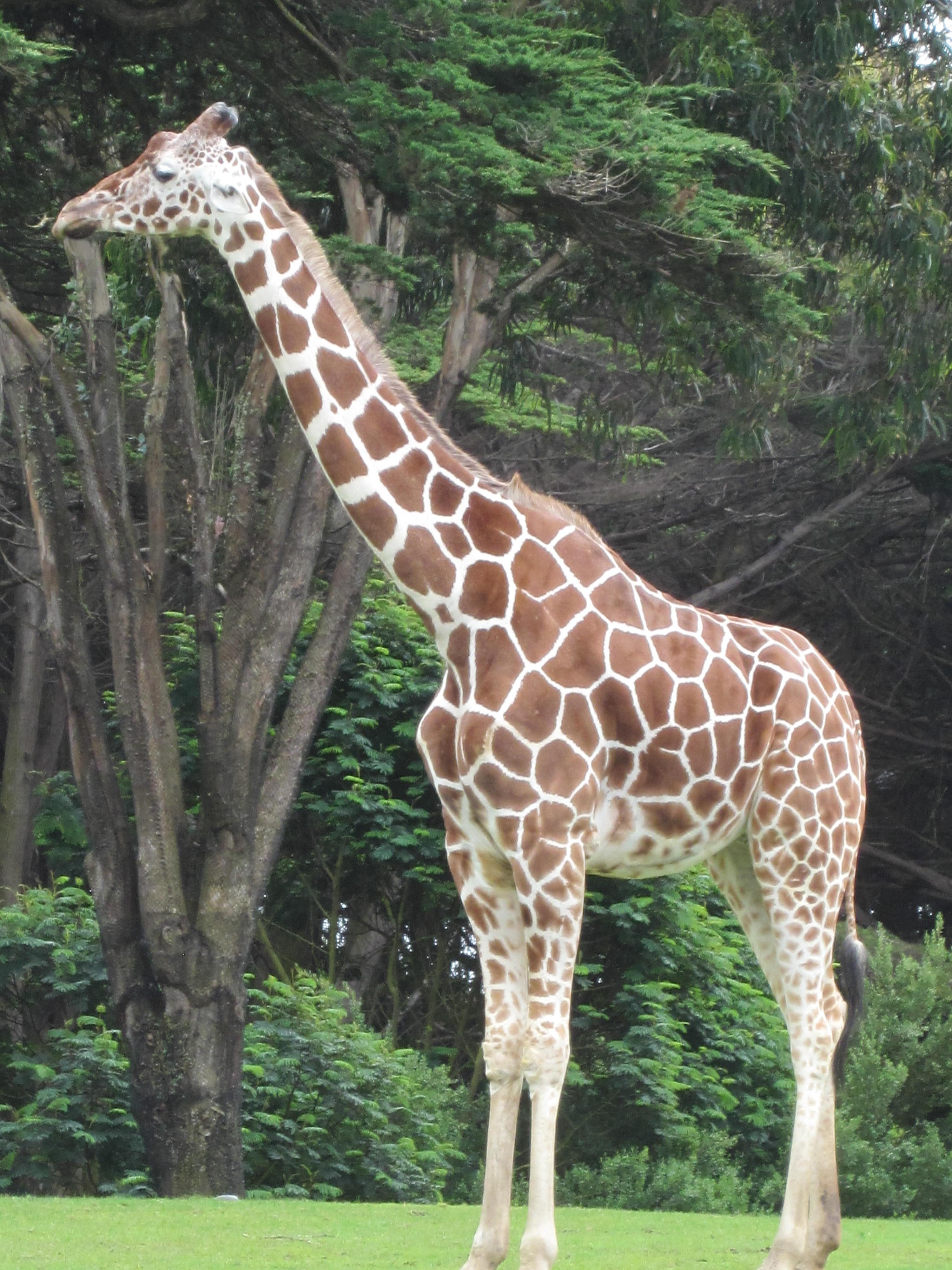 The Magnificent Reticulated Giraffe: Exploring the ⁢Iconic Species of ‌Masai Mara National Park