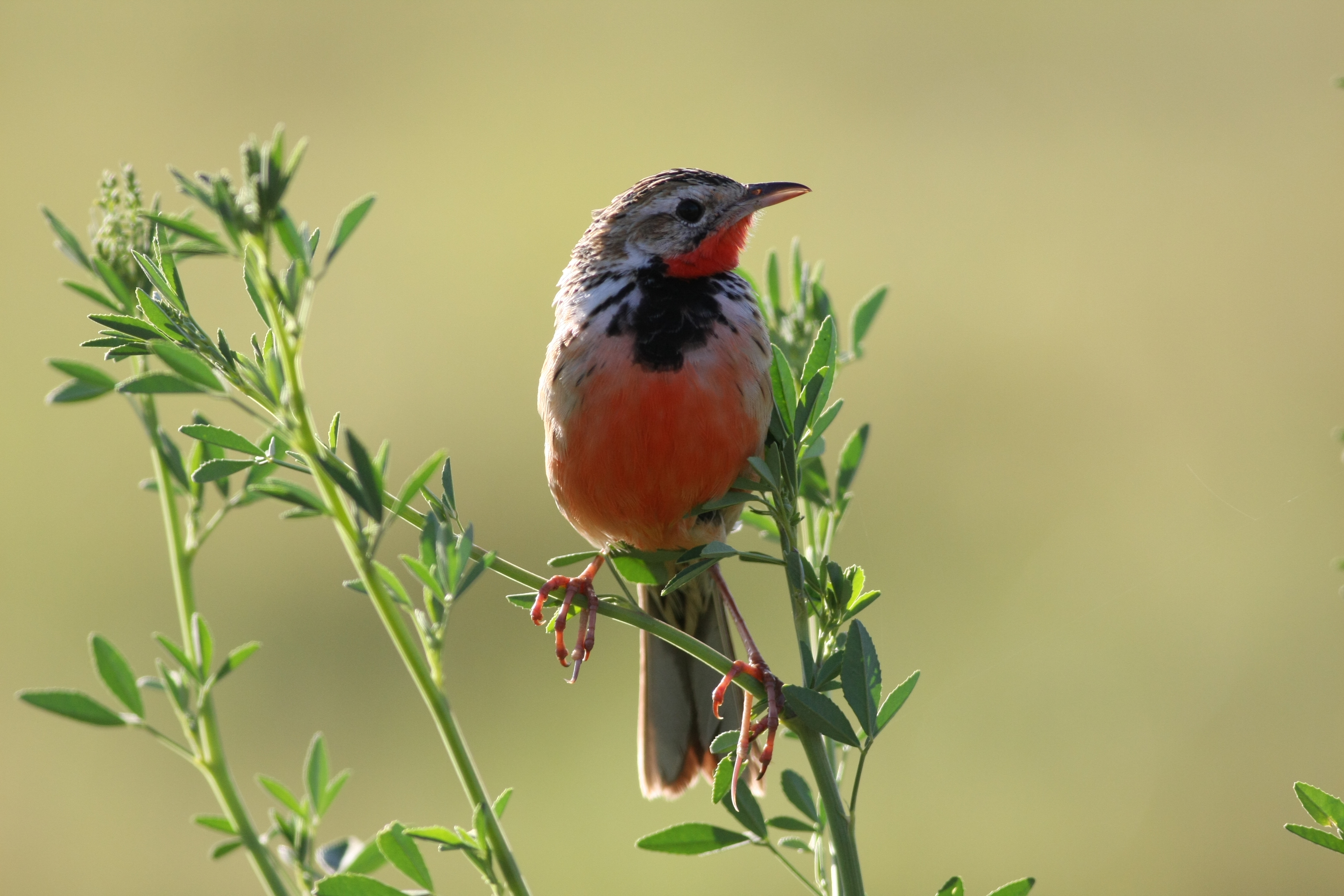 Preserving⁤ the Future of ‌Rosy-throated Longclaw: Responsible Tourism‌ in Masai Mara⁣ National ‌Park