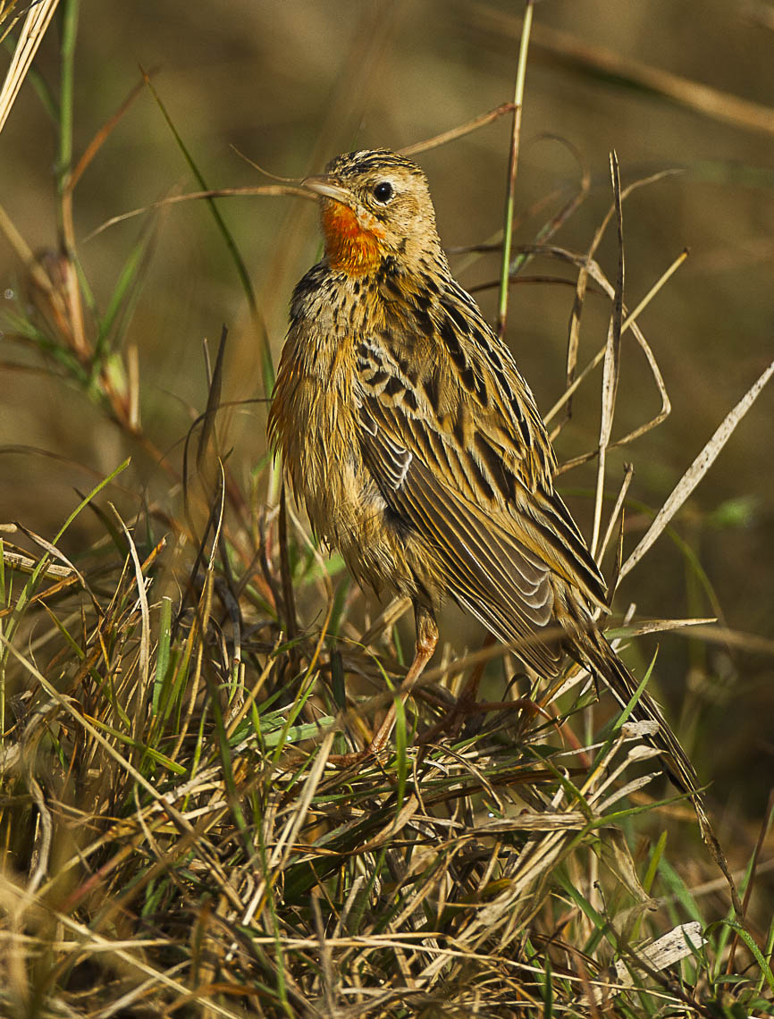 Conservation‍ Efforts to Protect the Rosy-throated‍ Longclaw in Masai Mara National ‌Park