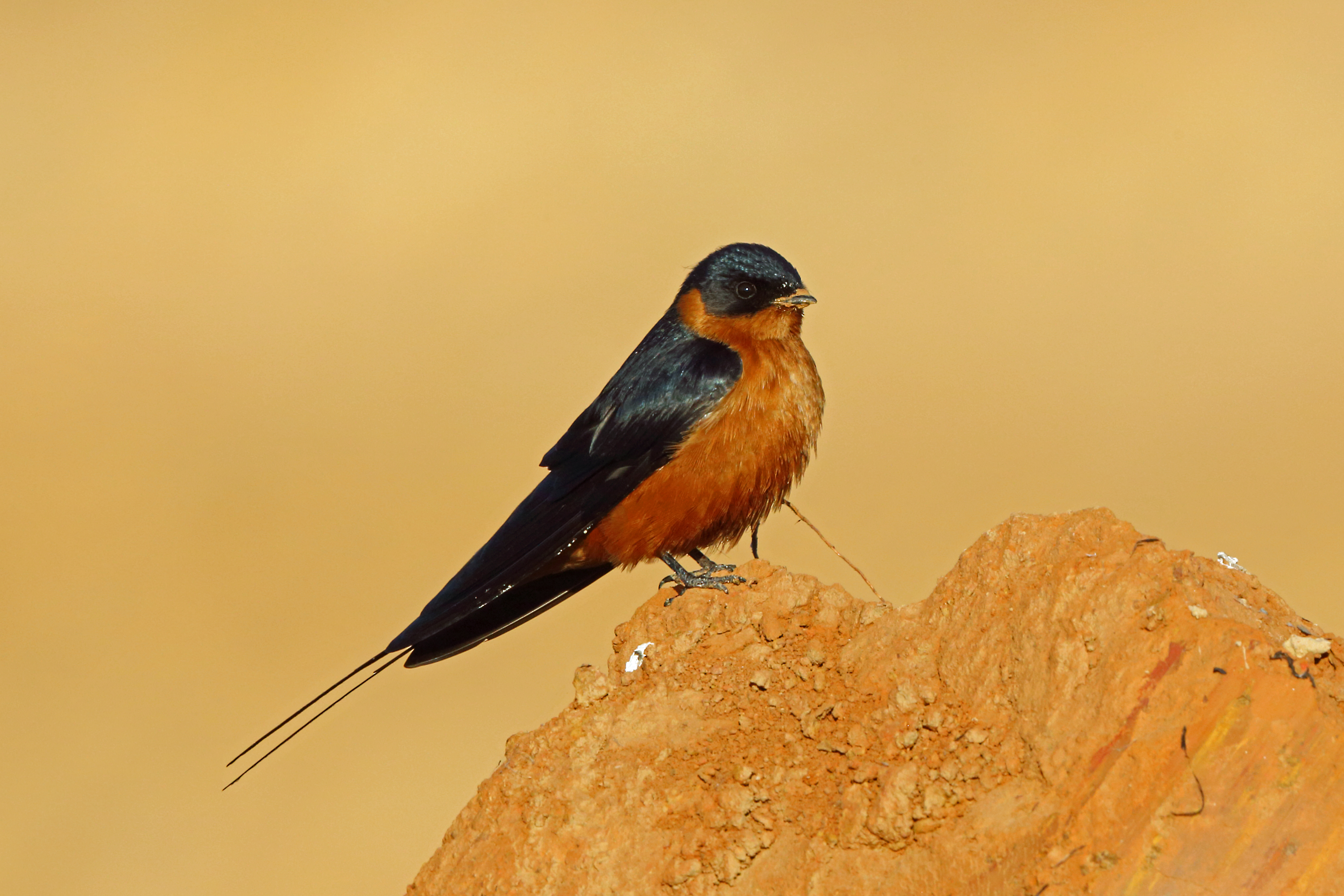 Habitat and Distribution of⁢ the Rufous-chested Swallow in Masai Mara National Park