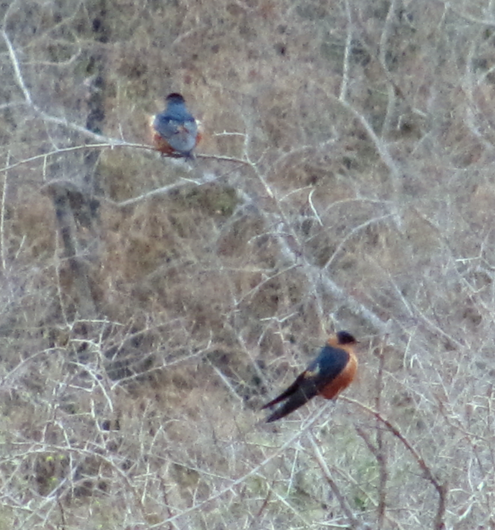 Appearance and ‍Identification ⁢of the Rufous-chested Swallow in⁢ Masai Mara National Park